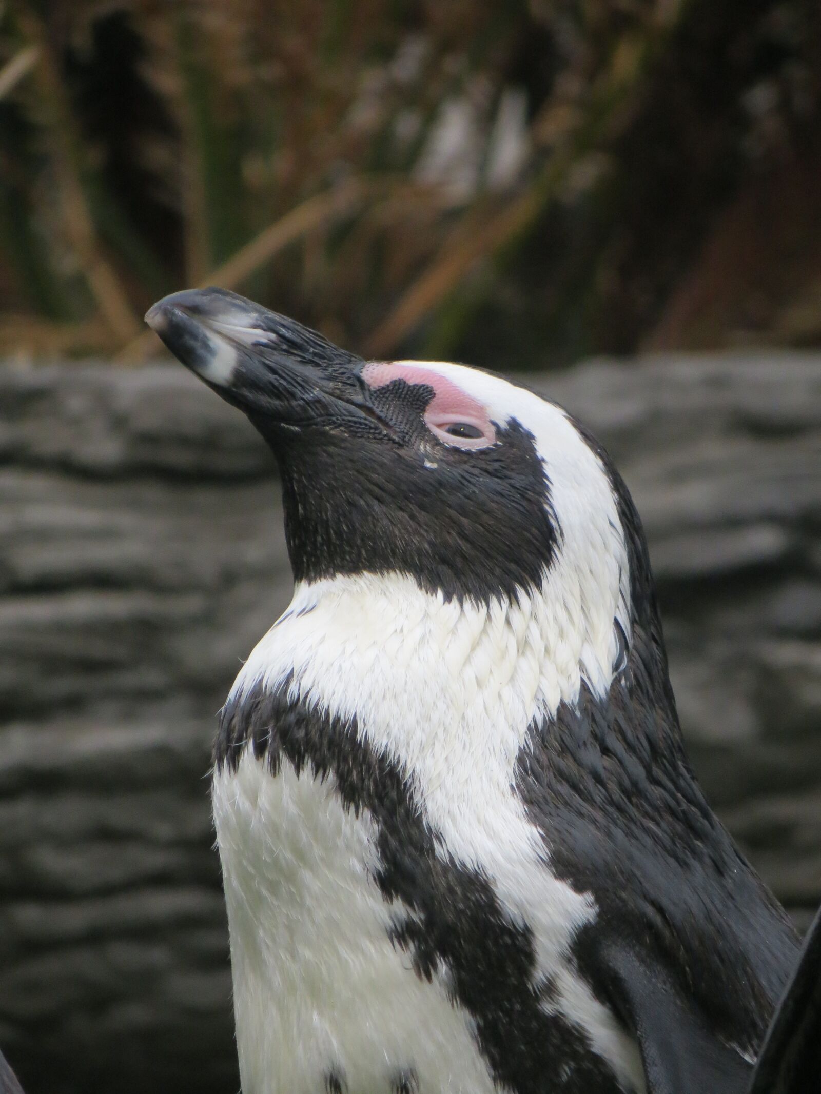 Canon PowerShot SX260 HS sample photo. Penguin, zoo, bird photography