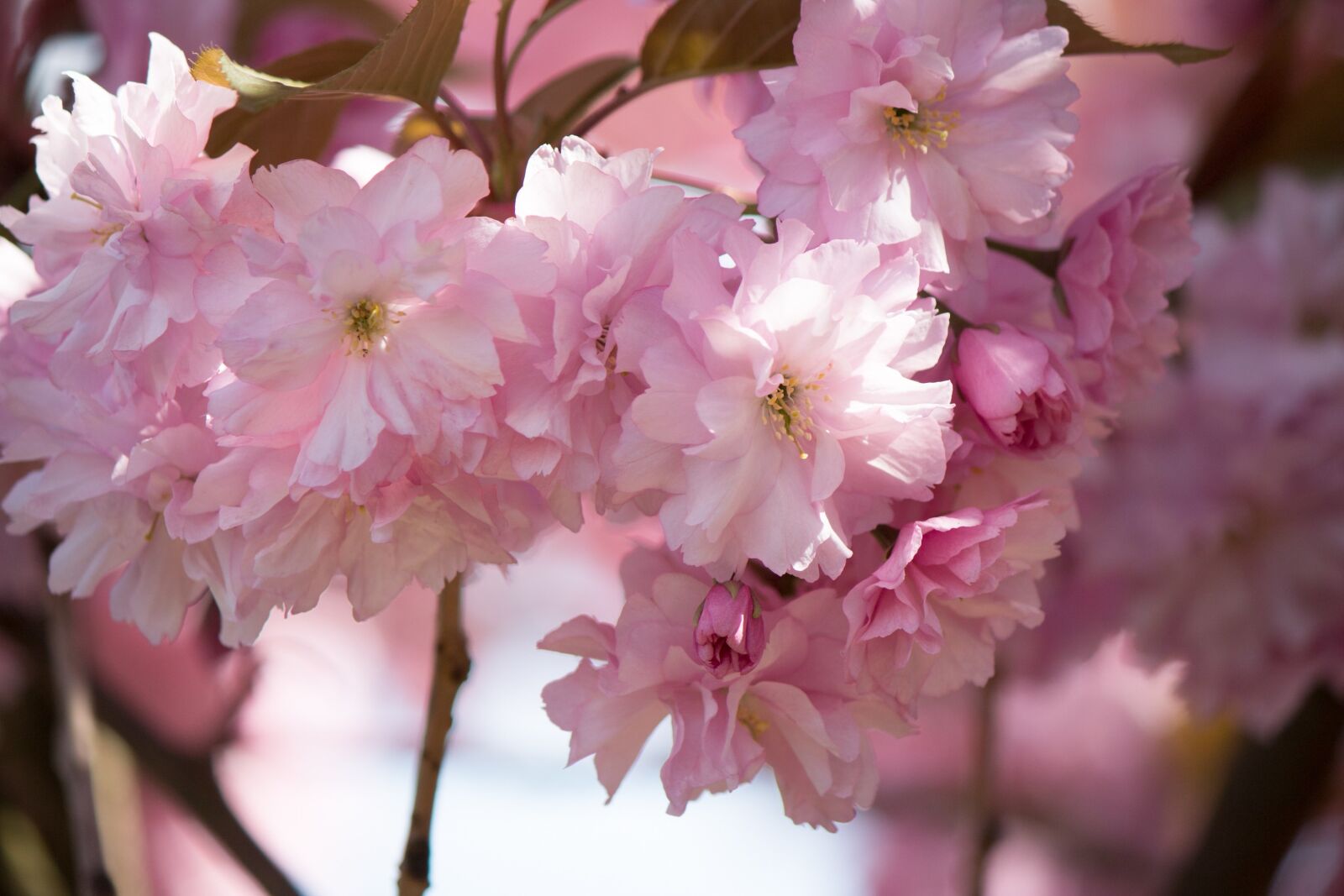 Canon EF-S 55-250mm F4-5.6 IS II sample photo. Japanese flowering cherry, prunus photography