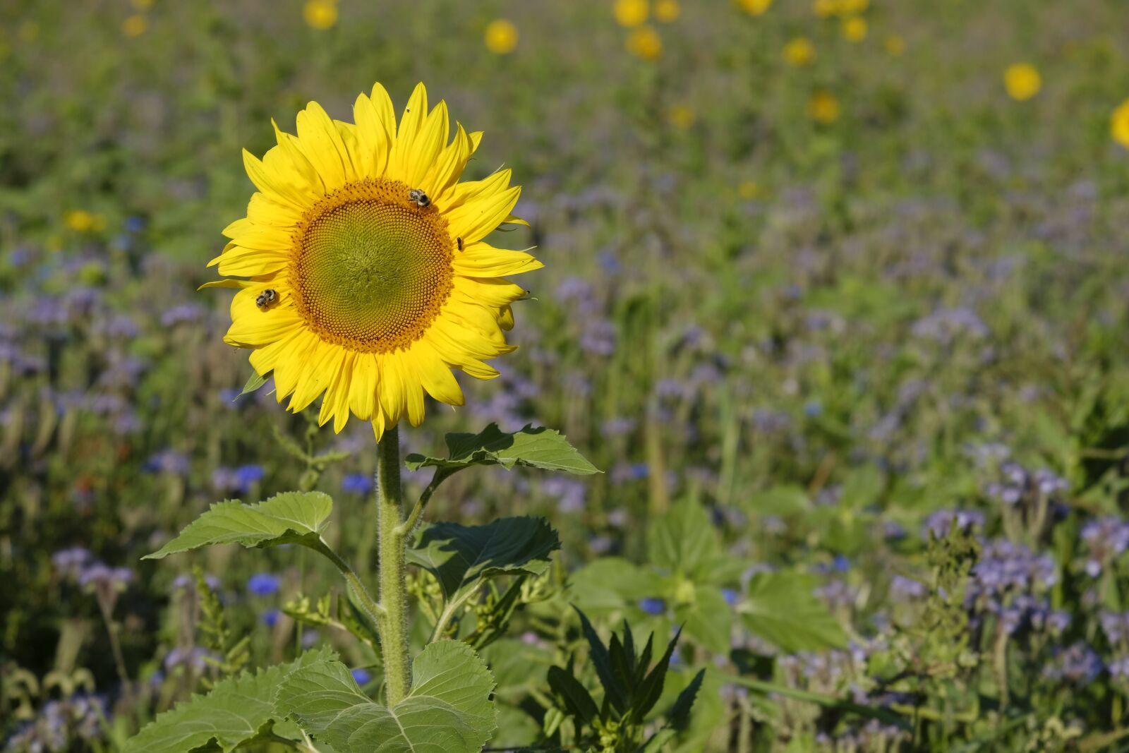 Fujifilm X-T2 + Fujifilm XF 55-200mm F3.5-4.8 R LM OIS sample photo. Sunflower, phacelia, bees photography