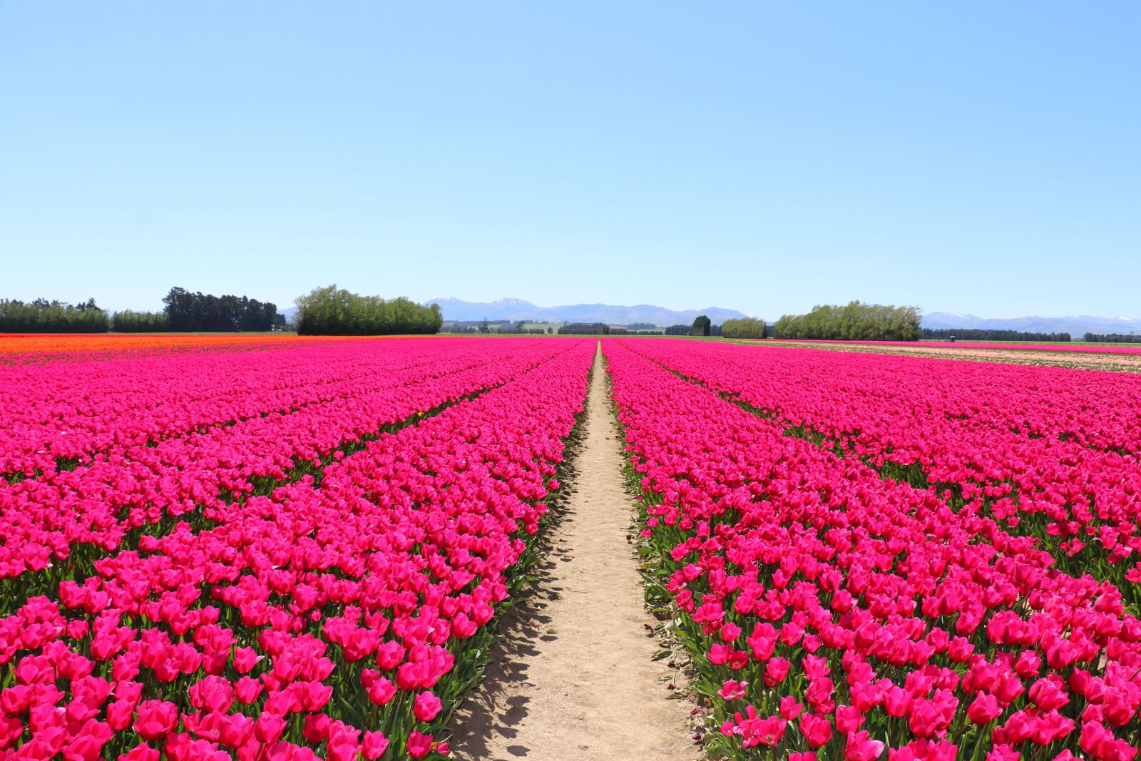 Canon EF-S 18-135mm F3.5-5.6 IS USM sample photo. Pink, tulips, fields photography
