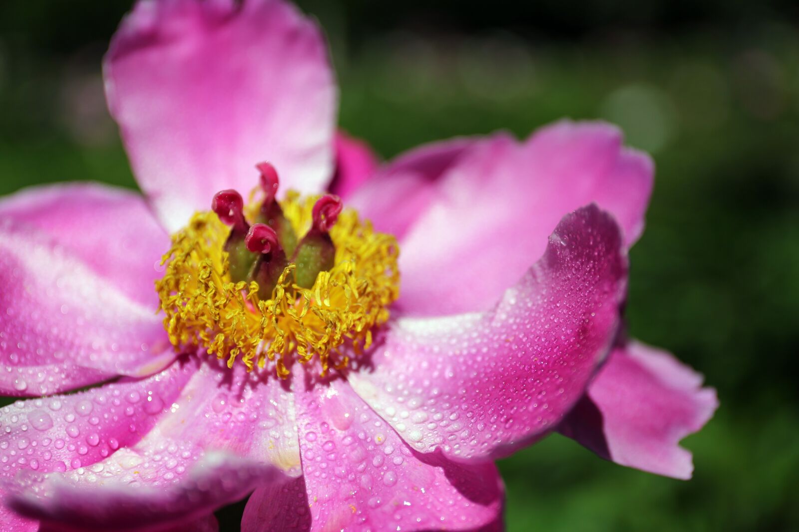Canon EF 24-70mm F4L IS USM sample photo. Peonies, flowers photography
