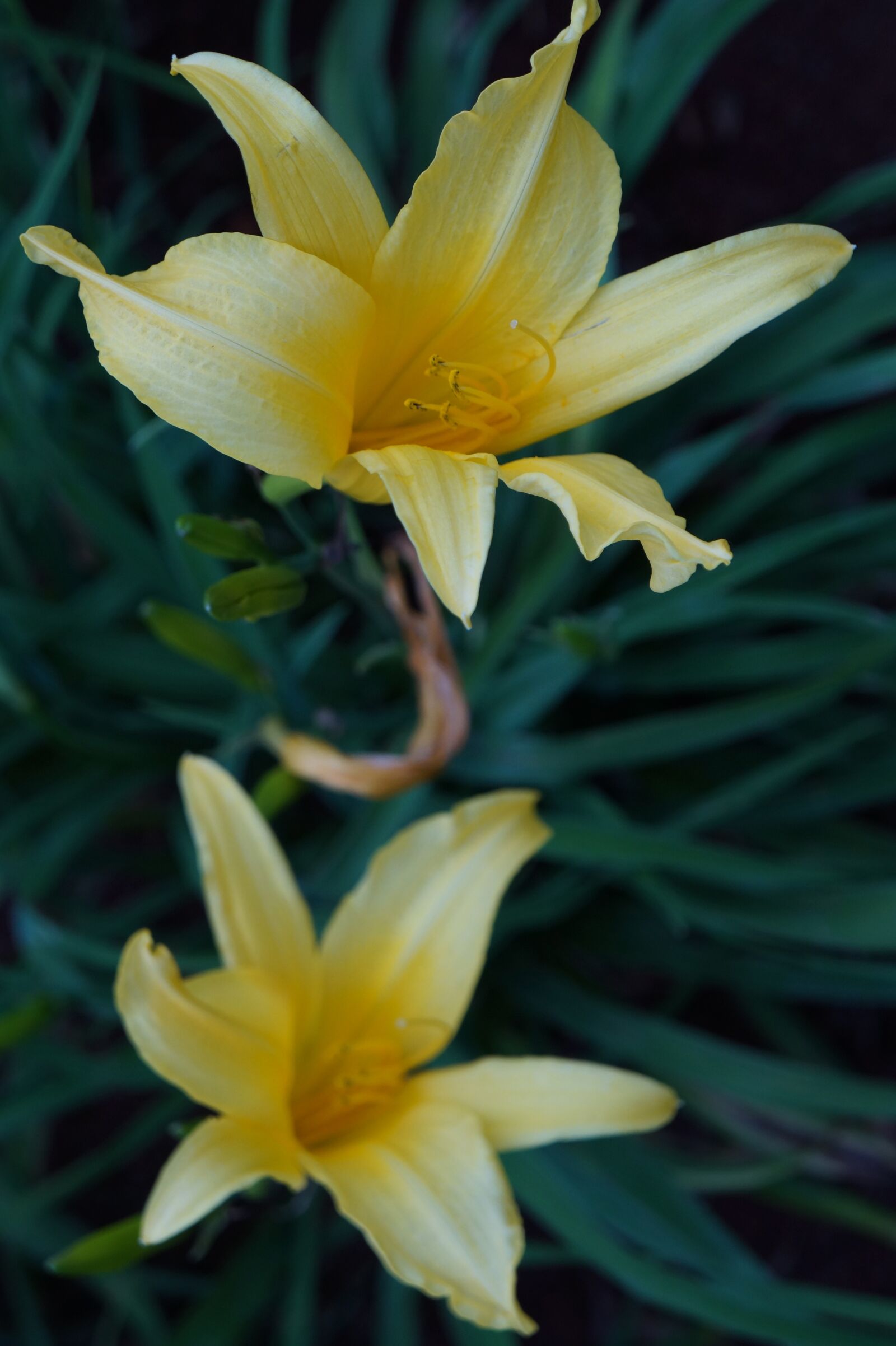 Sony Alpha a3000 sample photo. Flower, yellow, flowers photography