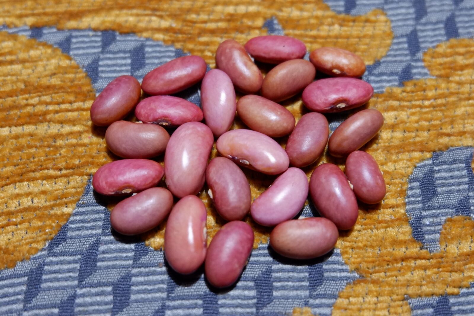 Fujifilm X-A3 + Fujifilm XC 16-50mm F3.5-5.6 OIS II sample photo. Beans, garden bean, garden photography