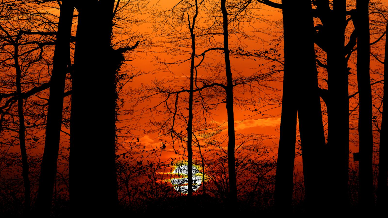 Panasonic Lumix DMC-FZ200 sample photo. Sunset, forest, nature photography