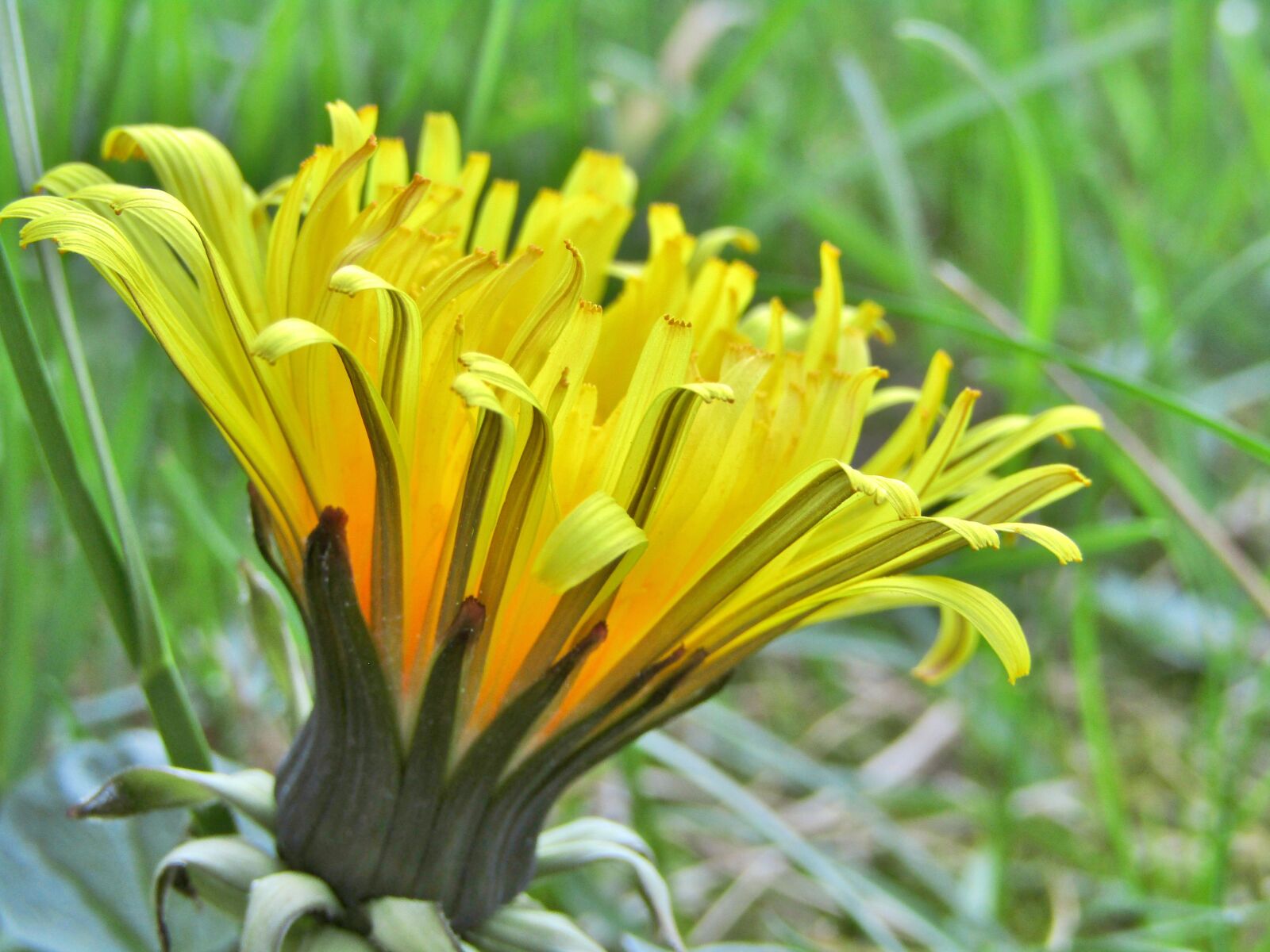 Canon POWERSHOT SX432 IS sample photo. Dandelion, changes, bud photography