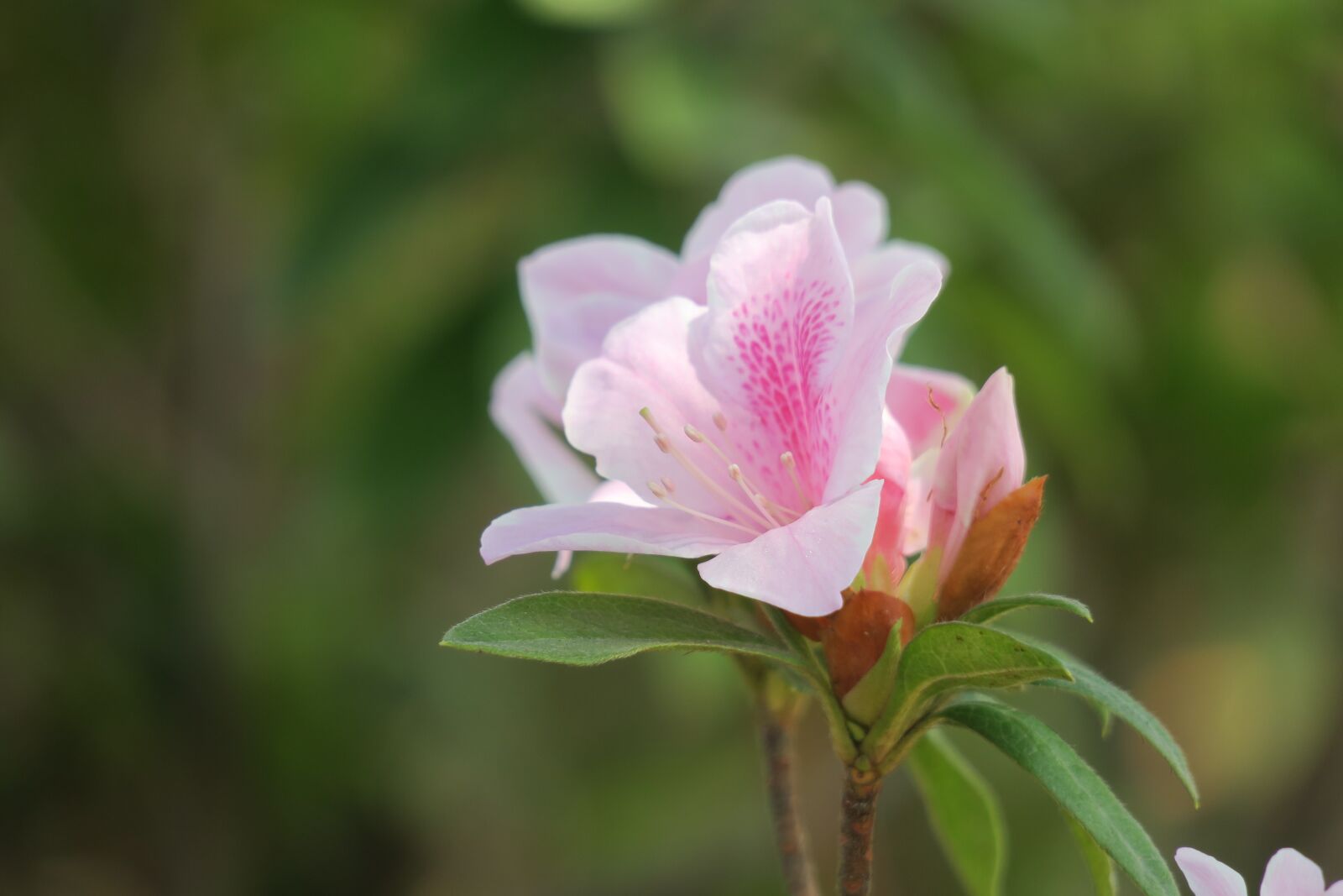 Canon PowerShot G3 X sample photo. Rhododendron, hong kong, the photography