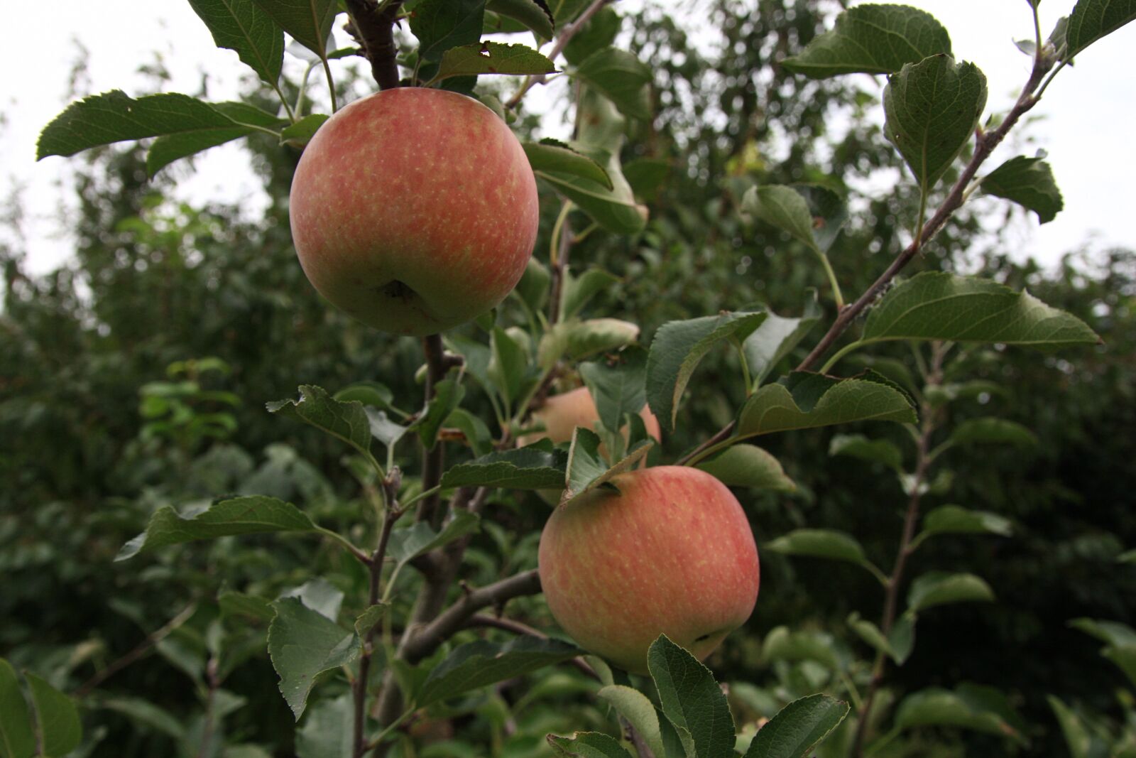 Canon EOS 40D sample photo. Apple, apple tree, ripe photography