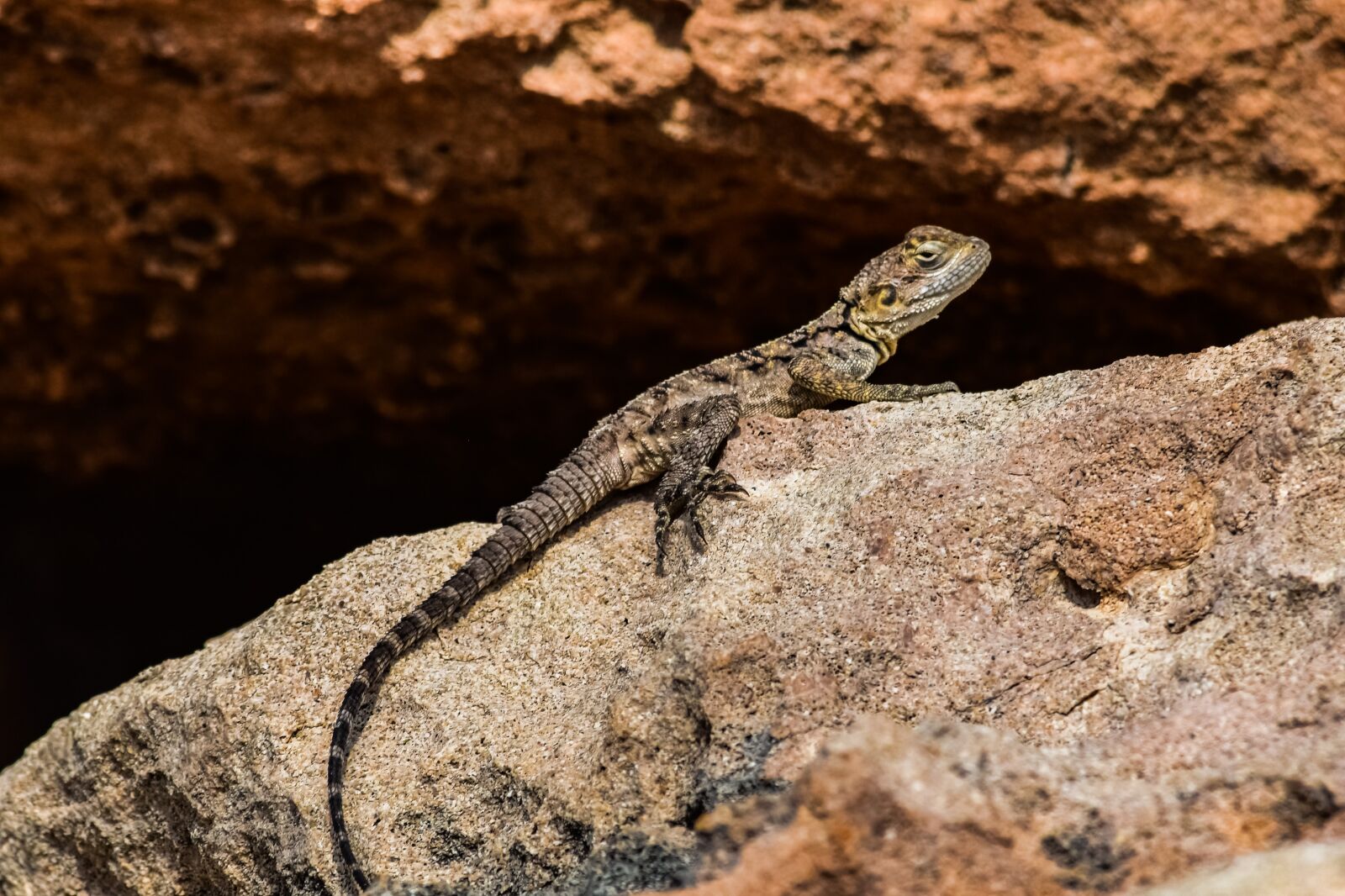 Nikon D3300 sample photo. Stellagama stellio cypriaca, lizard photography
