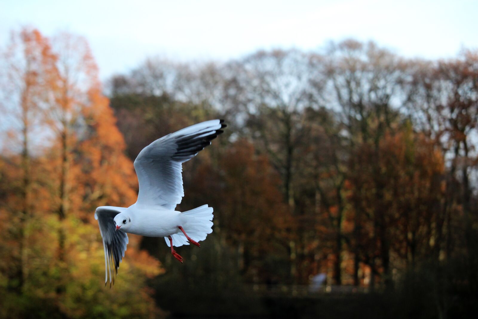 Canon EF-S 55-250mm F4-5.6 IS STM sample photo. Bird, flying, seagull photography