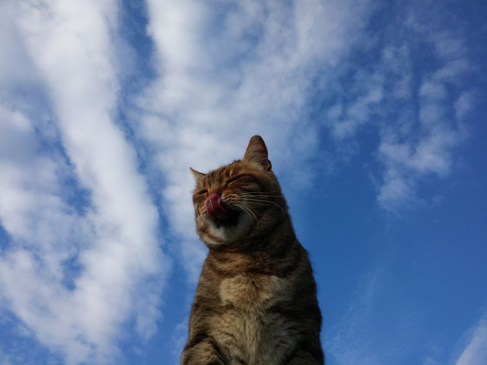LG G FLEX2 sample photo. Cat, portrait, outdoors photography