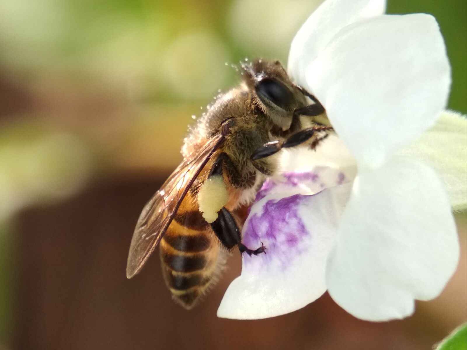 Xiaomi Redmi 4X sample photo. Bee, flower, bee perch photography