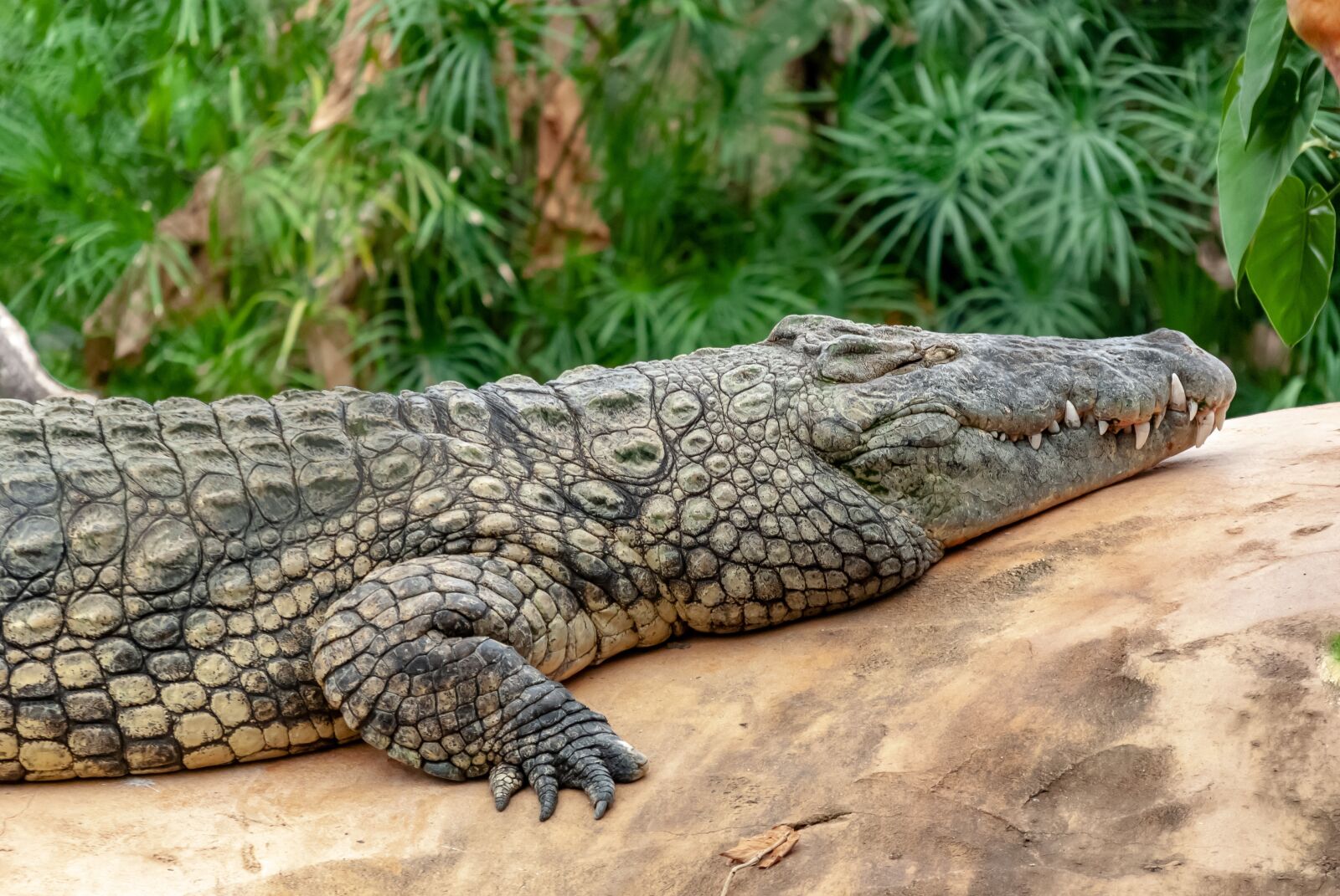 Nikon D80 sample photo. Crocodile, reptile, tortie photography