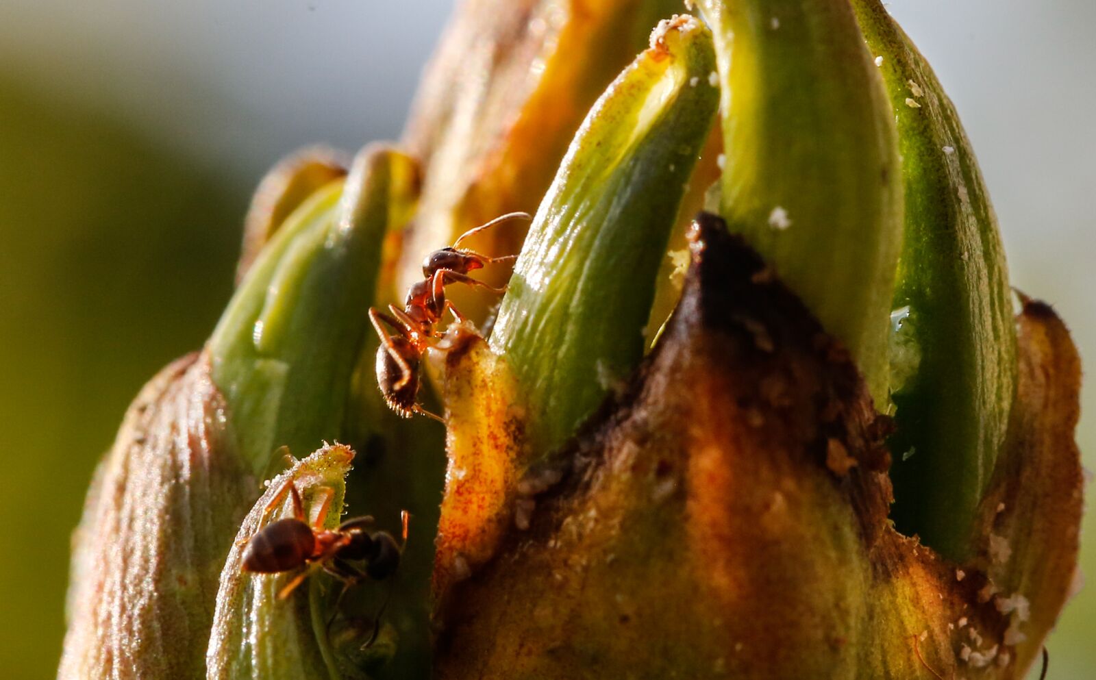 Canon EF 100mm F2.8L Macro IS USM sample photo. Ants, aphids, animals photography
