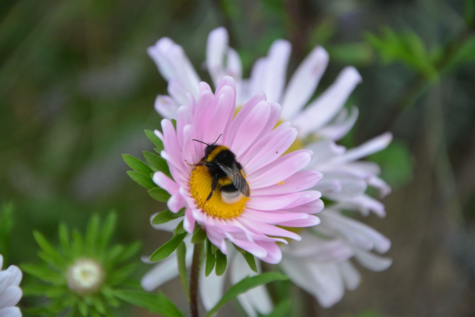 Nikon D5200 sample photo. Bee, insect, flower photography