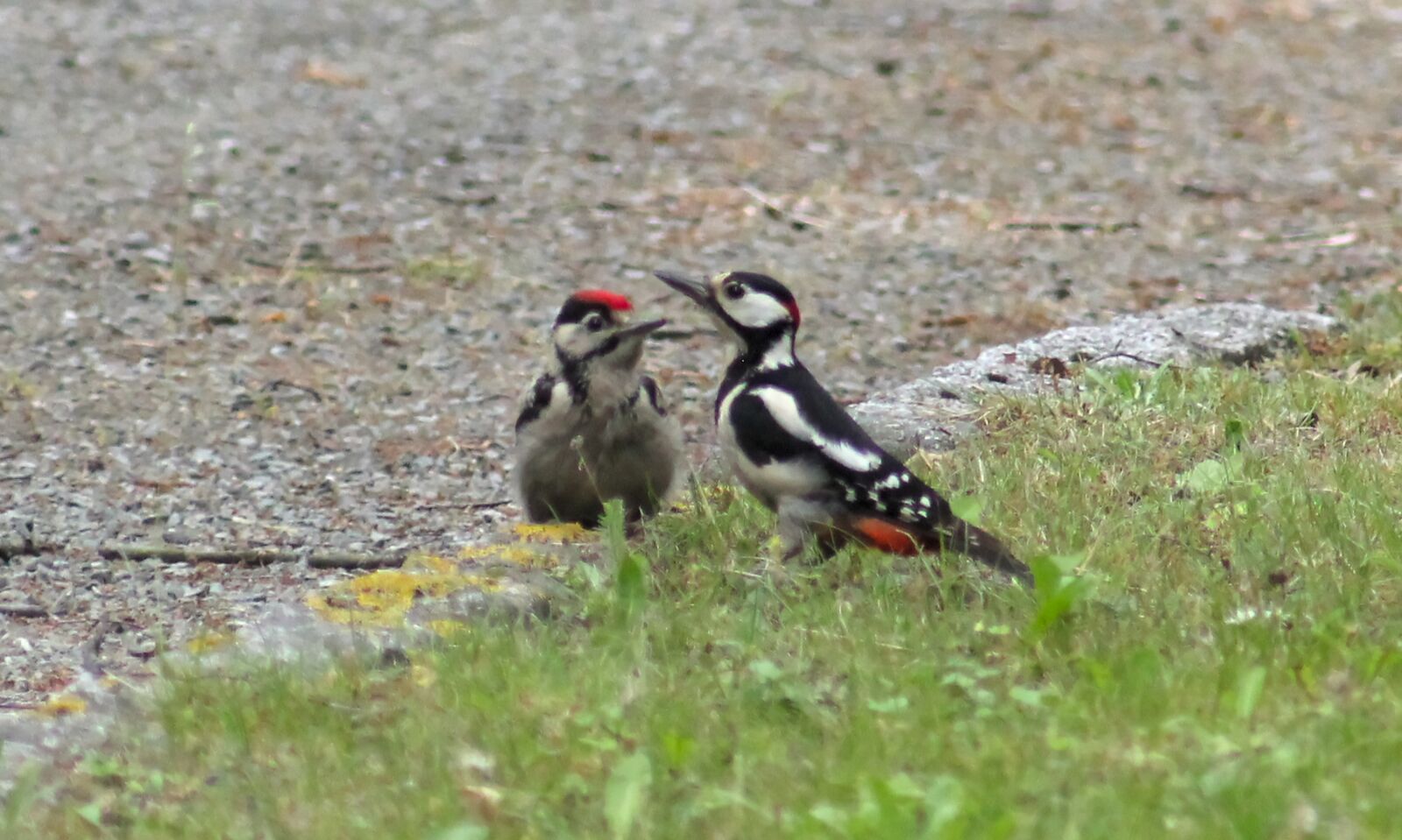 Canon EOS 550D (EOS Rebel T2i / EOS Kiss X4) sample photo. Great spotted woodpecker, dendrocopos photography
