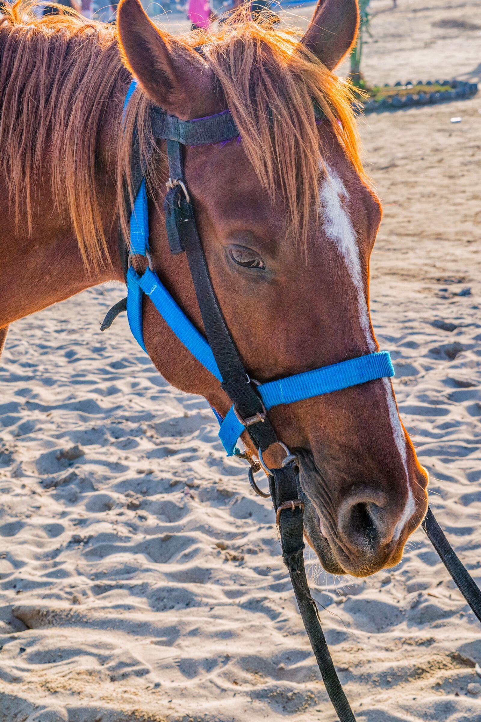 Nikon D5300 sample photo. Horse, sand, beach photography