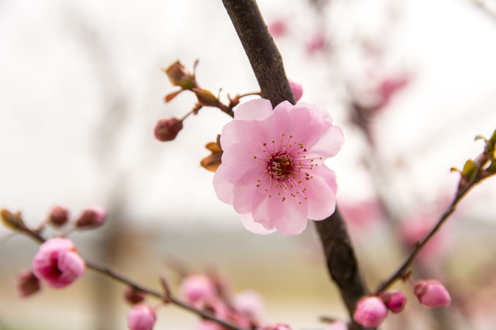 Nikon D7100 sample photo. Flower, plum blossom, red photography
