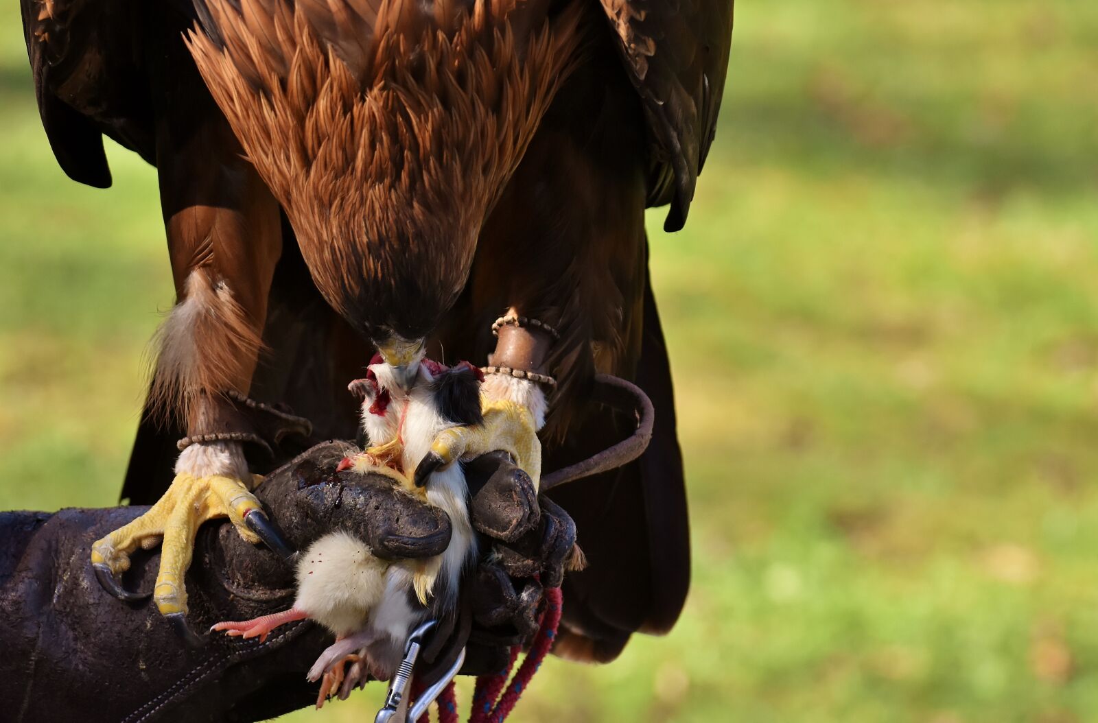 Nikon D7200 sample photo. Adler, raptor, prey photography