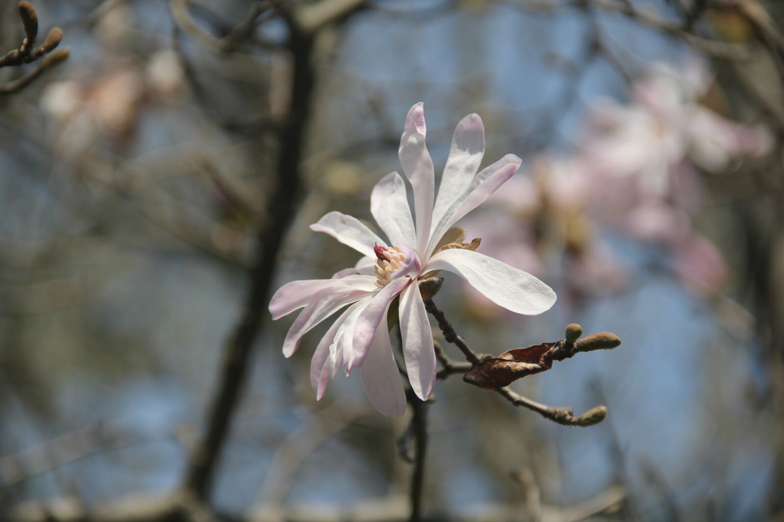 Canon EF-S 18-135mm F3.5-5.6 IS sample photo. Star flower magnolia, spring photography