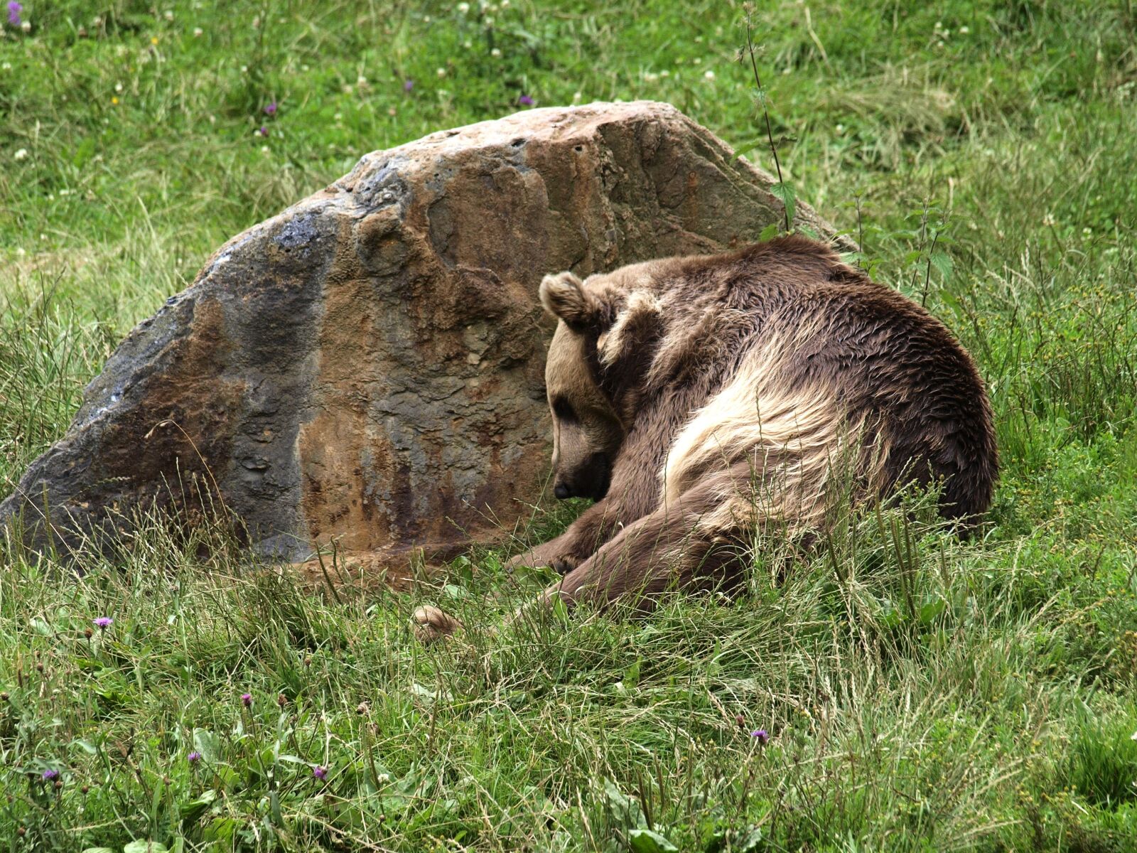Olympus E-420 (EVOLT E-420) sample photo. Bear, brown, predator photography