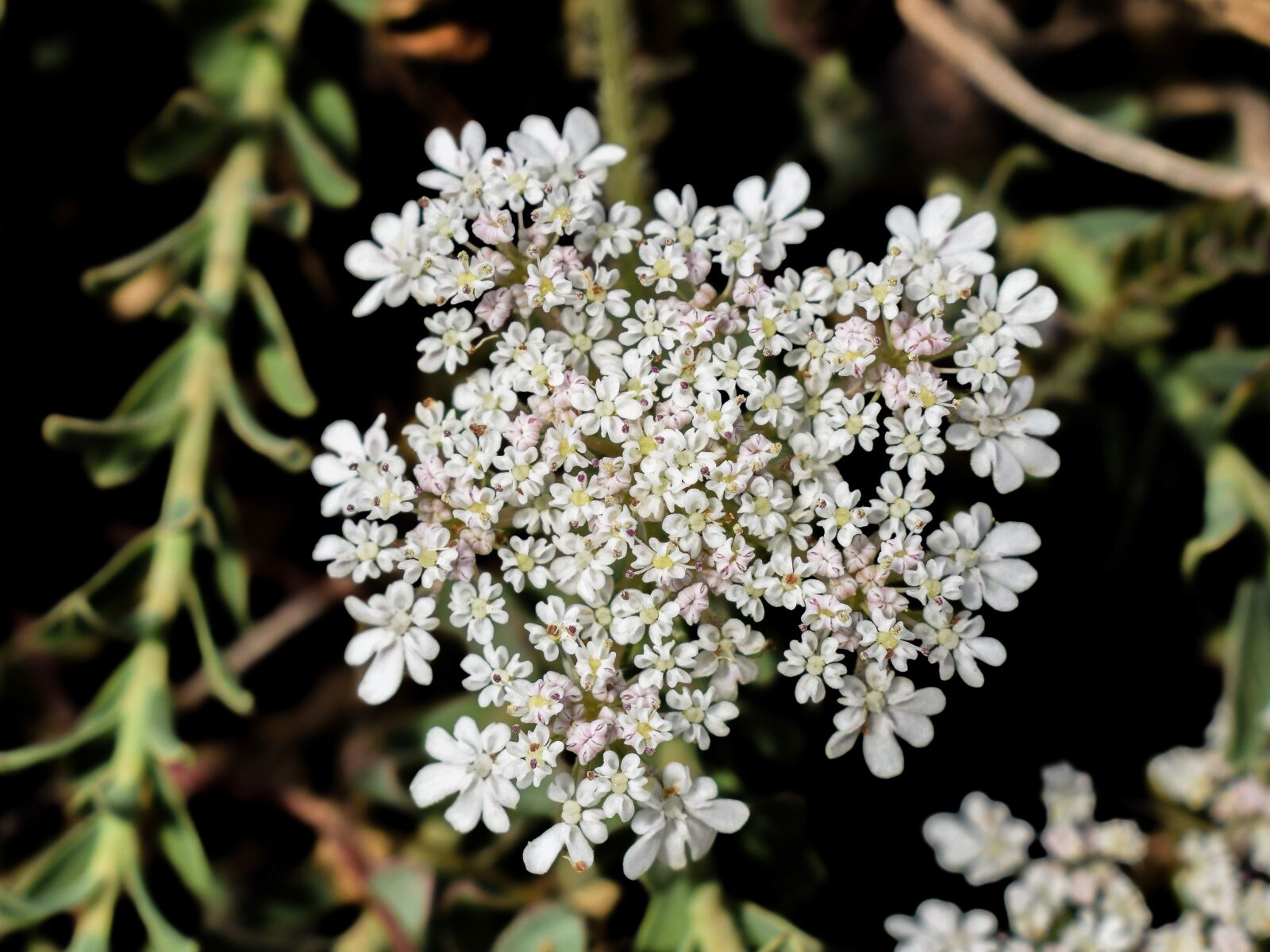 Nikon D3300 sample photo. Inflorescence, wildflower, spring photography