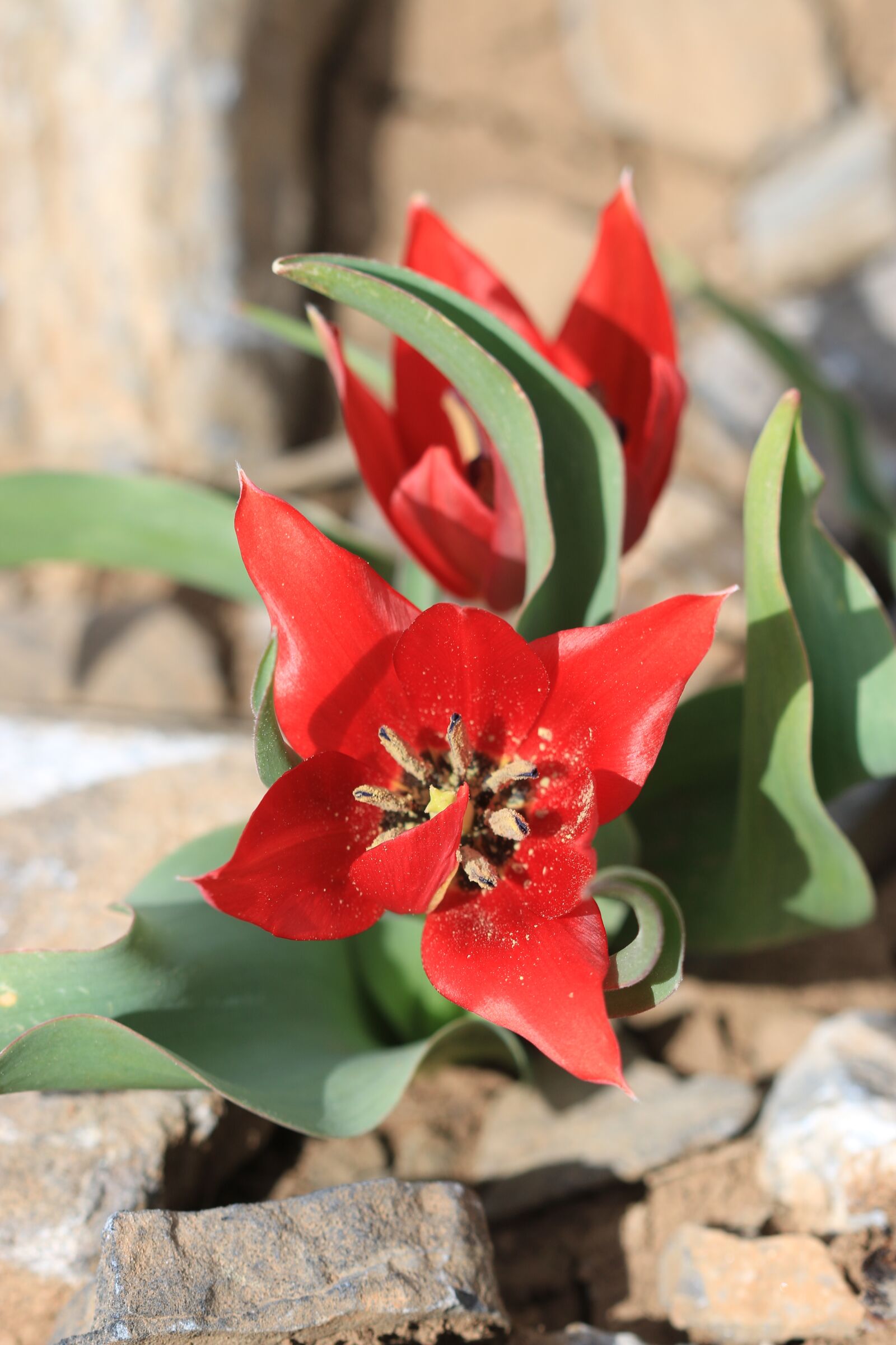 Canon EOS 70D + Canon EF 100mm F2.8 Macro USM sample photo. Green, red, flower photography