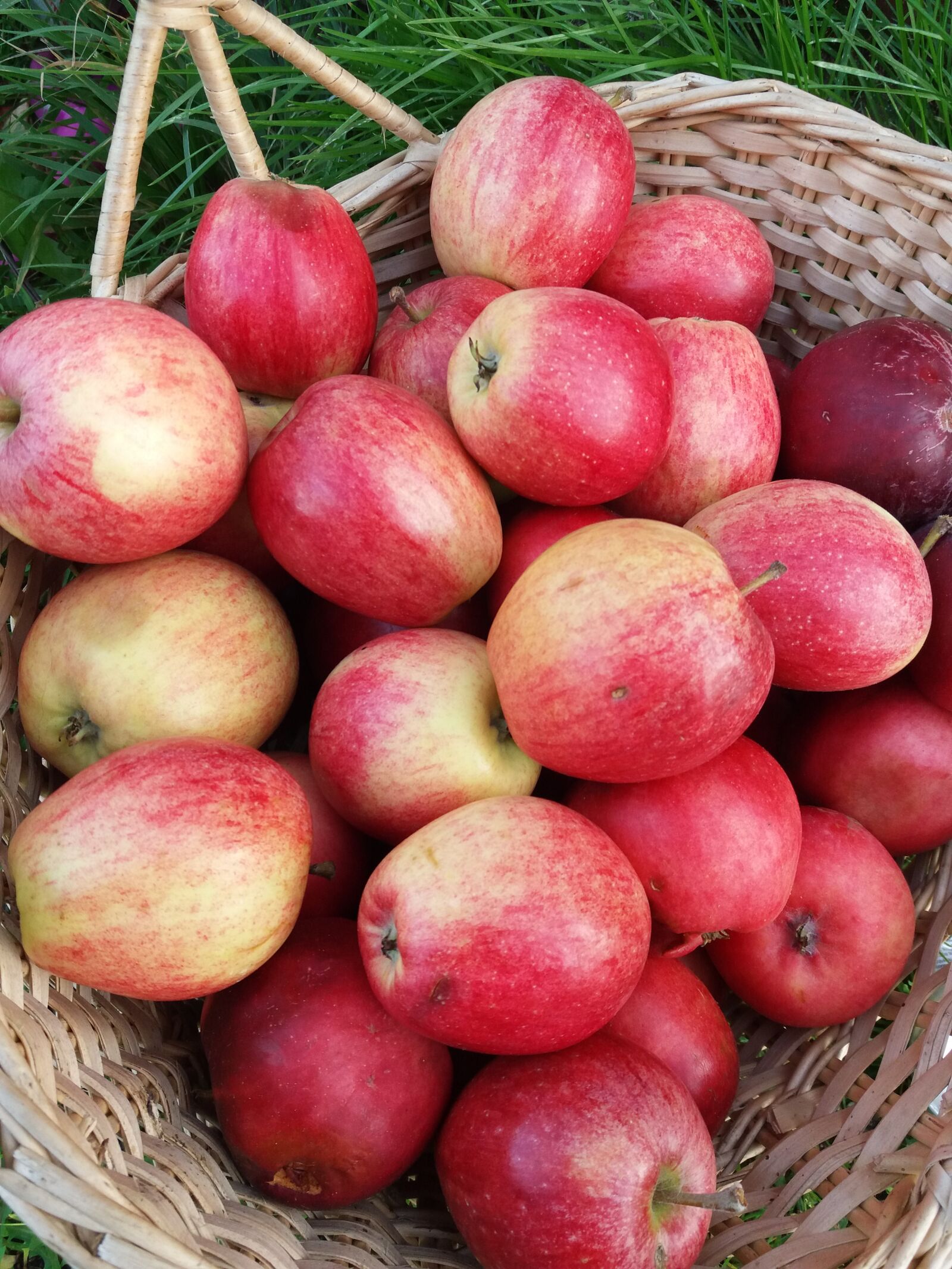 Samsung Galaxy J5(2016) sample photo. Apple, basket, fruit photography