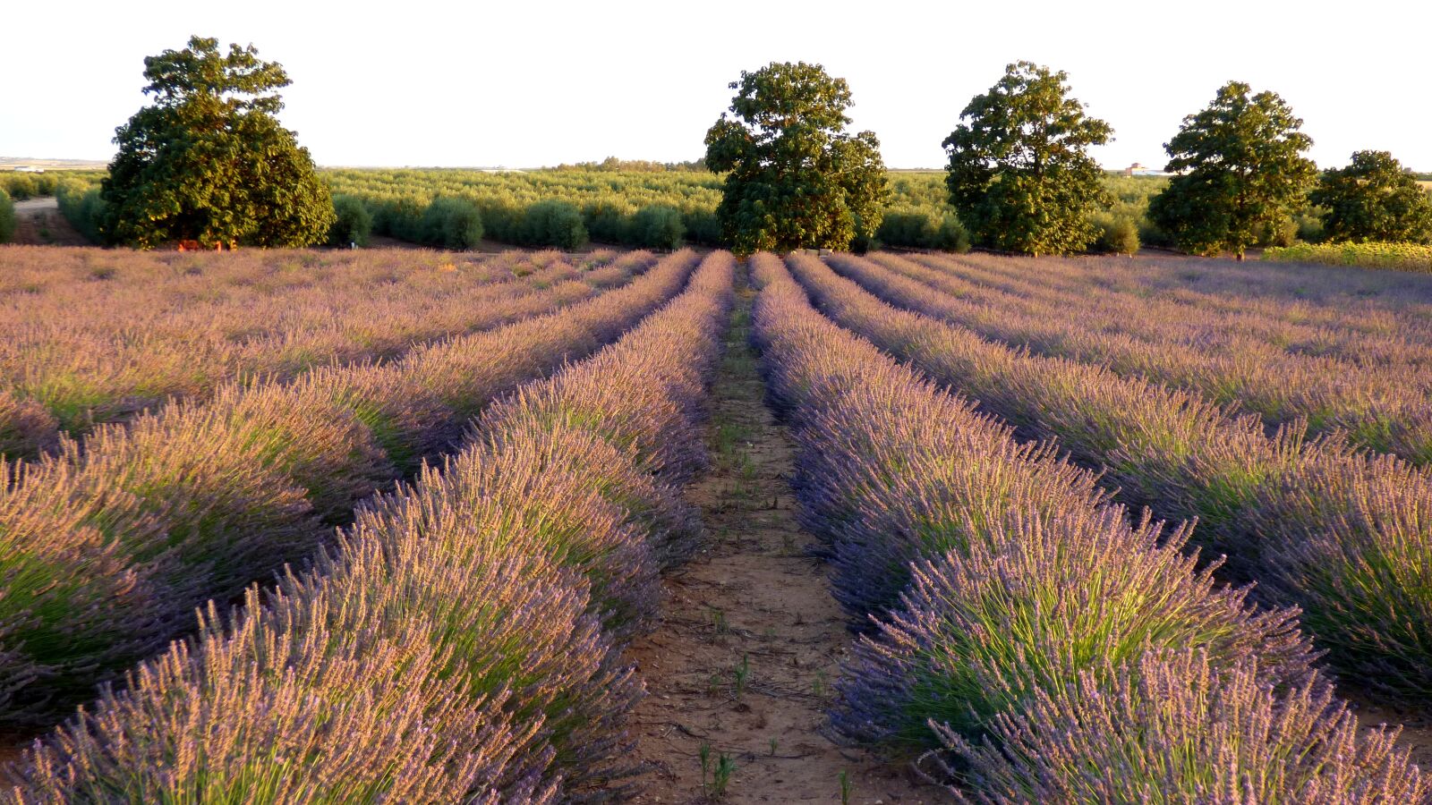 Panasonic DMC-FZ72 sample photo. Lavender, field, flowers photography