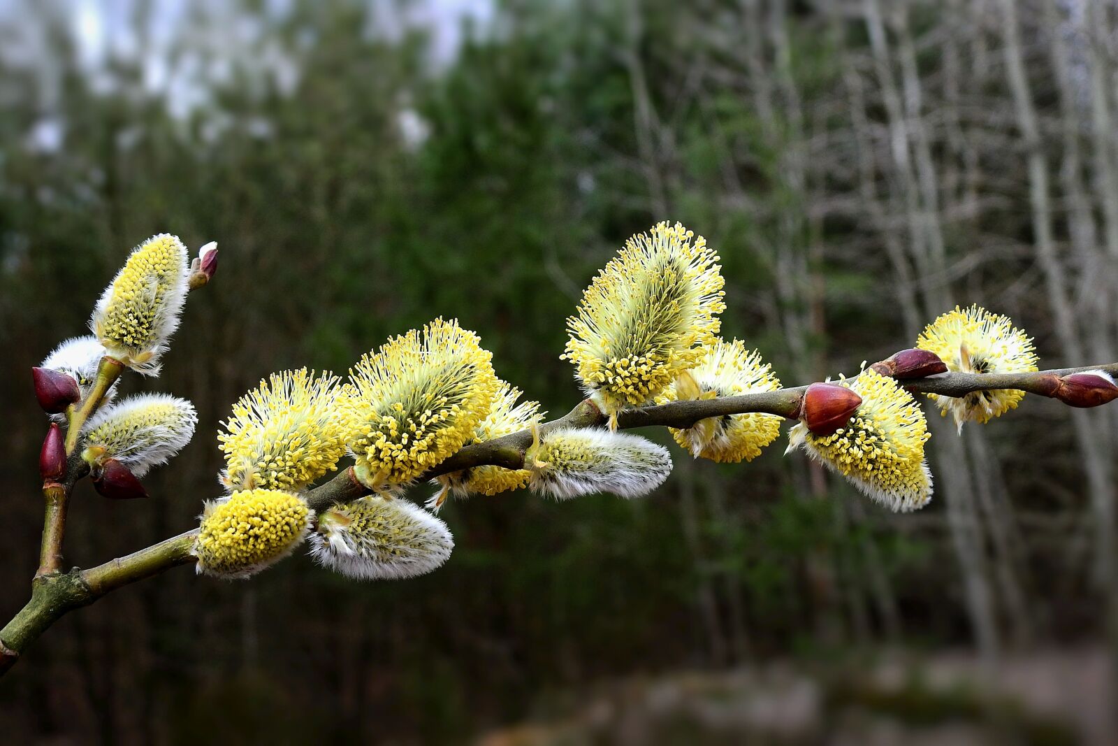 Nikon Coolpix P900 sample photo. Early spring, the basis photography