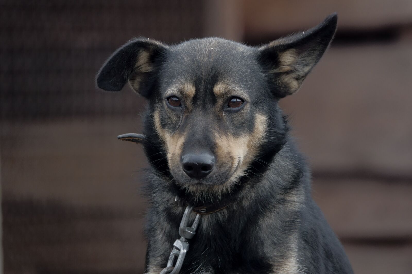 Sony Cyber-shot DSC-RX10 IV sample photo. Dog, collar, chain photography