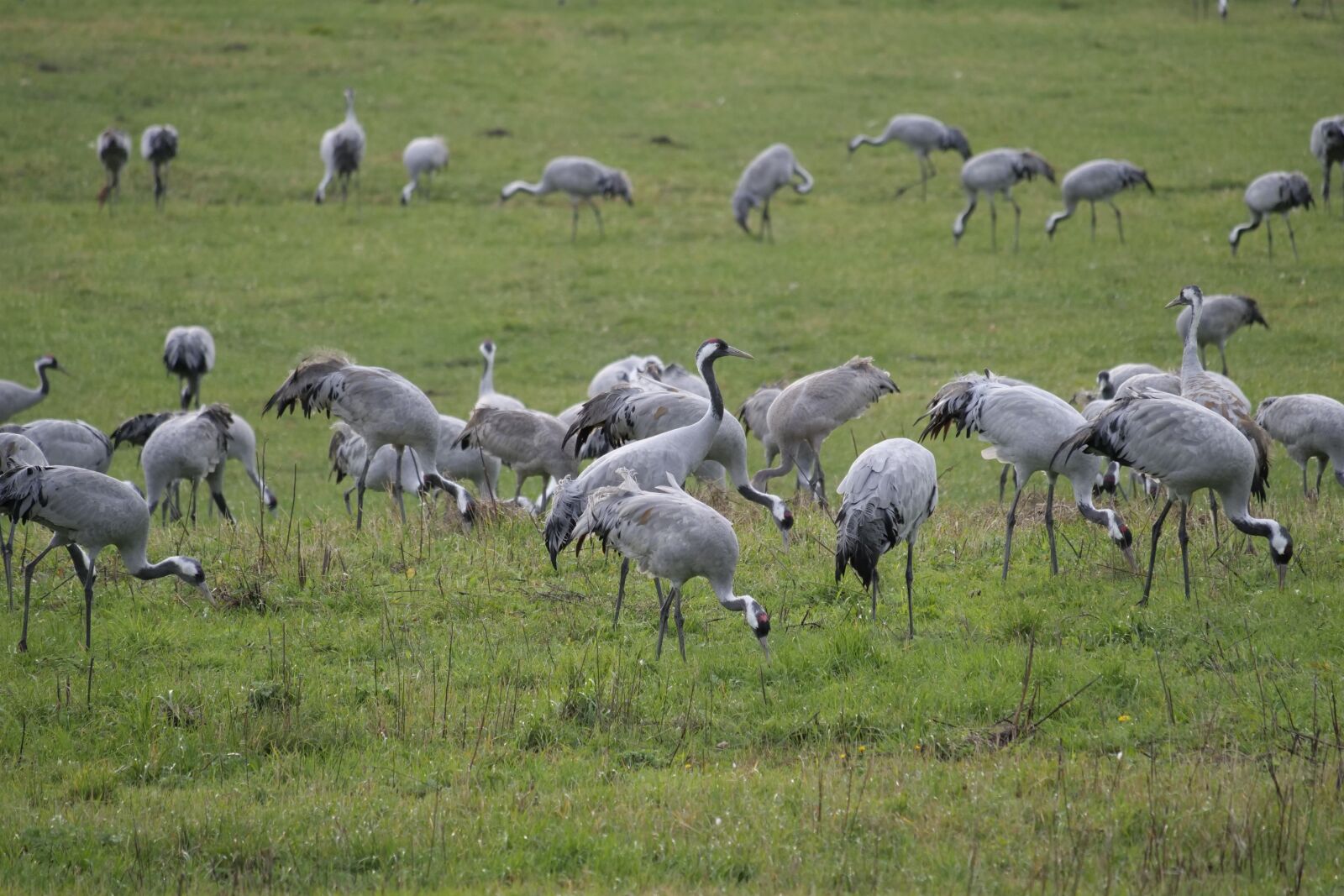 Panasonic Lumix DC-G9 sample photo. Cranes, migratory birds, flock photography