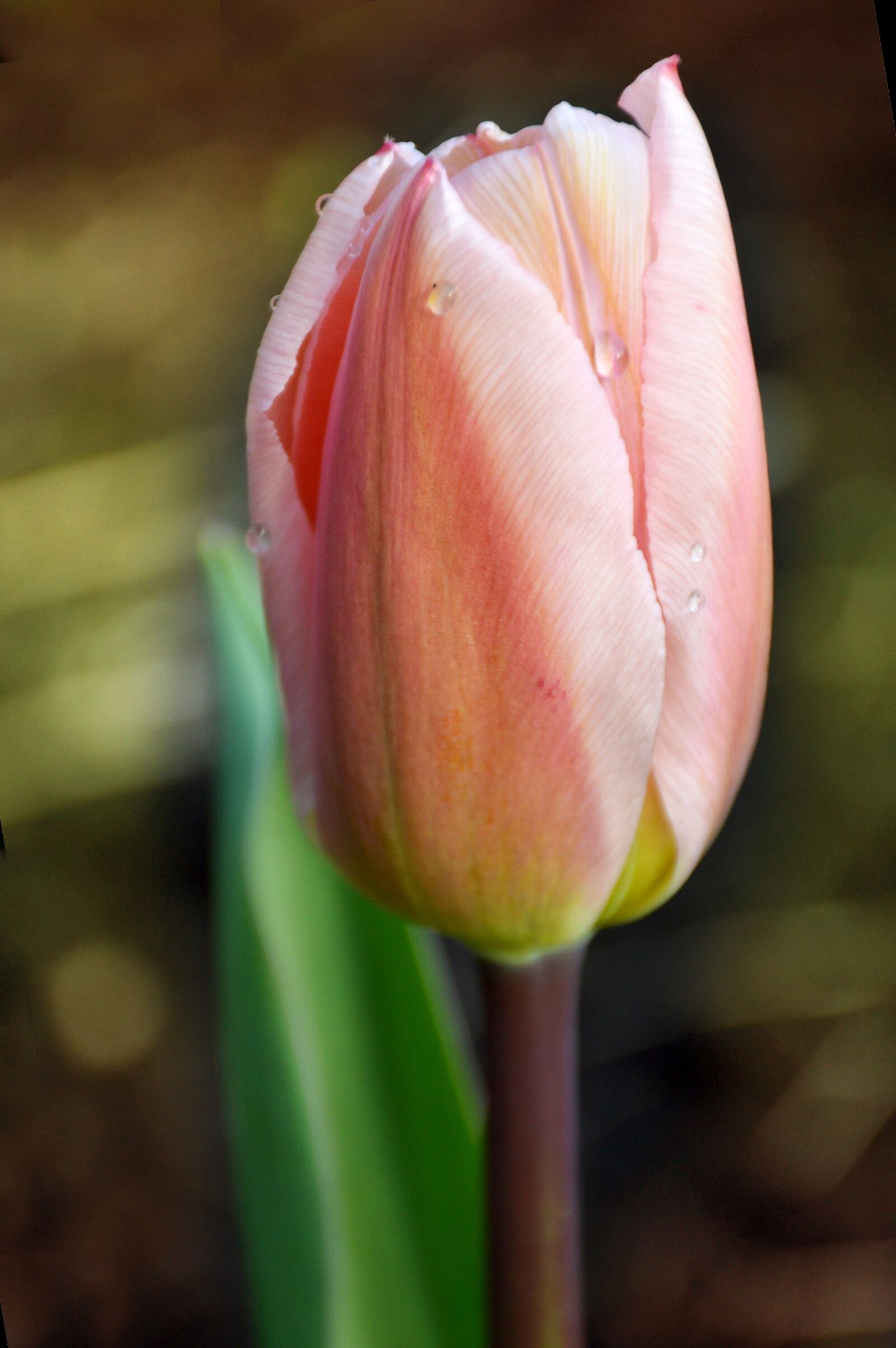 Nikon D3200 sample photo. Tulip, gentle, pink photography