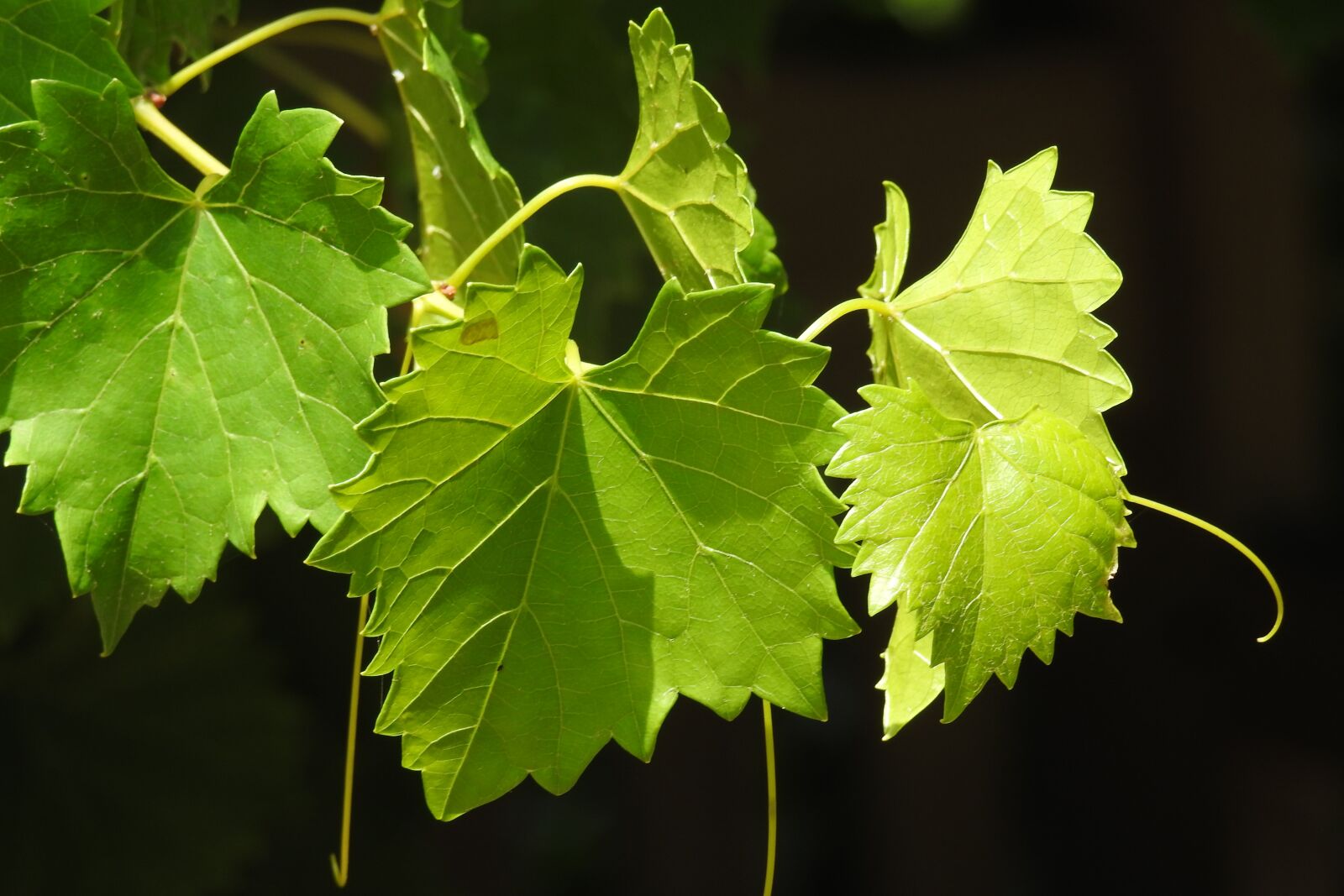 Nikon Coolpix P900 sample photo. Vine, grape leaves, vineyard photography