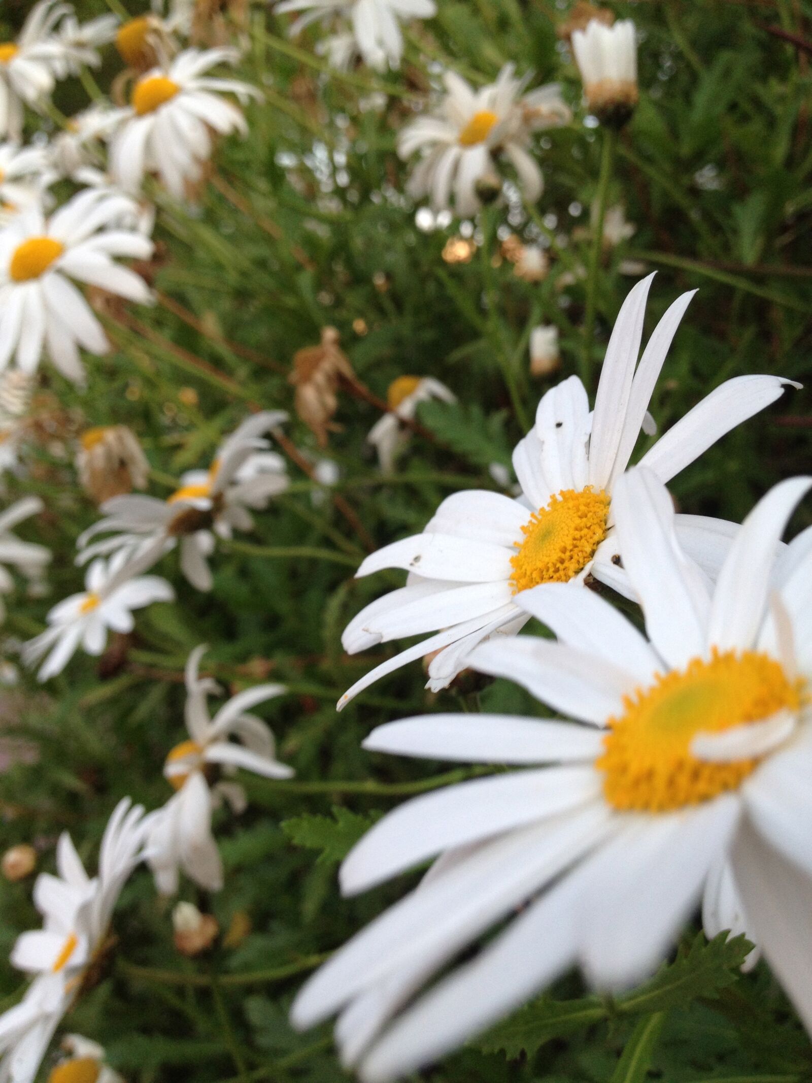 Apple iPhone 4S sample photo. Beautiful, flowers photography