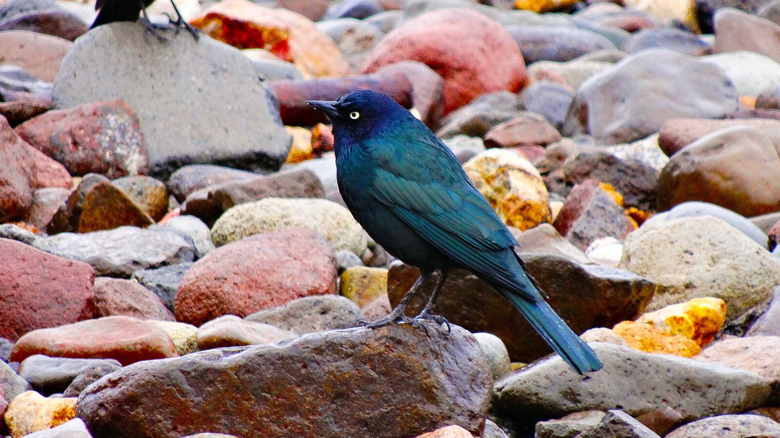 Sony Cyber-shot DSC-HX20V sample photo. Black bird, wildlife, black photography