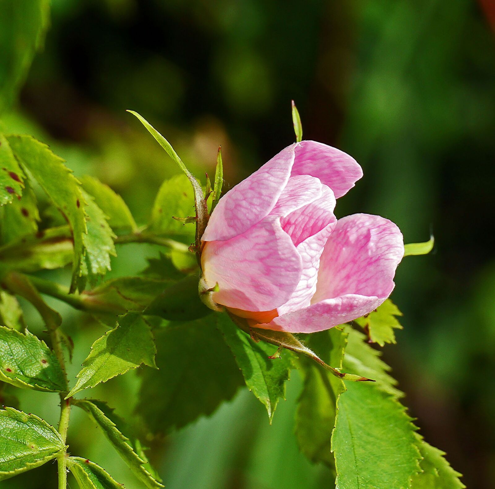 Panasonic Lumix DMC-G3 sample photo. Bush rose, blossom, bloom photography