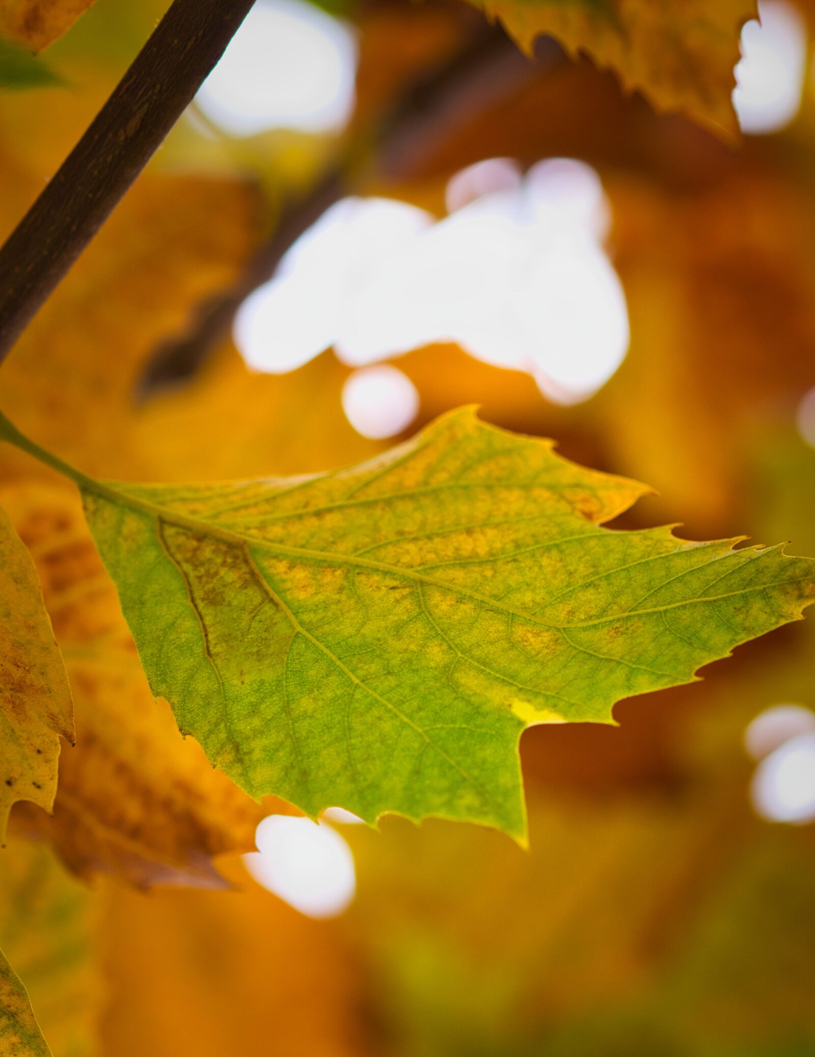 Canon EOS 200D (EOS Rebel SL2 / EOS Kiss X9) sample photo. Sycamore, leaf, background photography