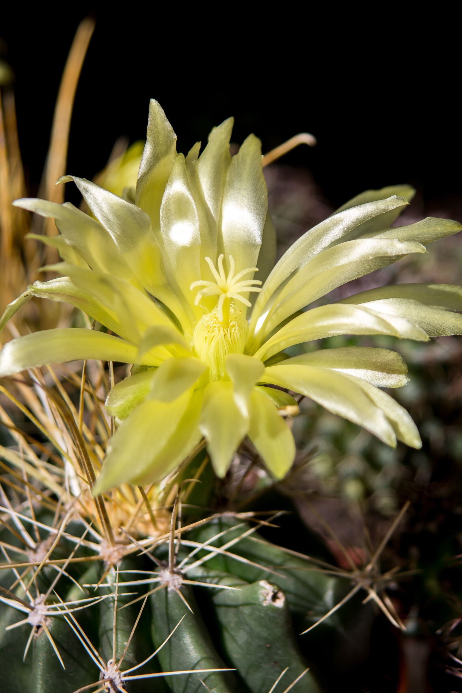 Canon EOS 60D sample photo. Cactus, spur, cactus blossom photography
