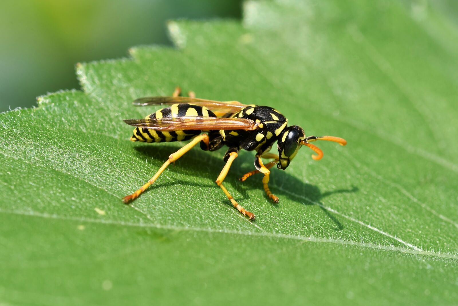 Nikon D7200 sample photo. Wasp, insect, sting photography
