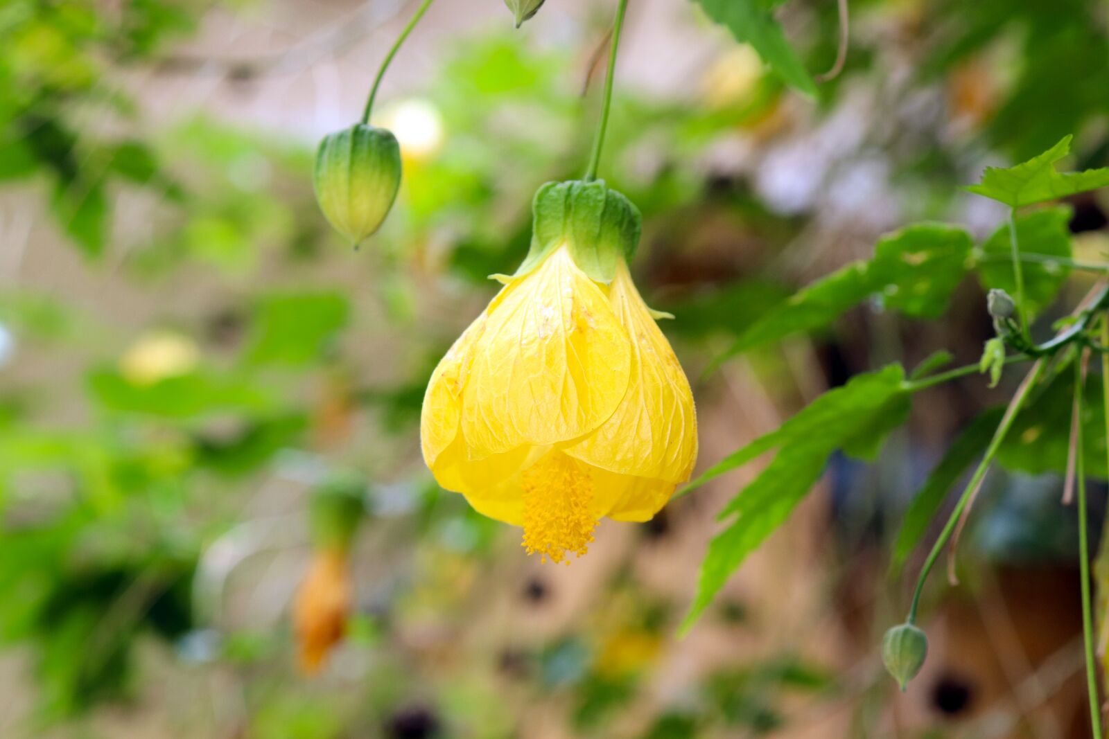 Canon EOS 200D (EOS Rebel SL2 / EOS Kiss X9) sample photo. Flower, yellow, spring photography