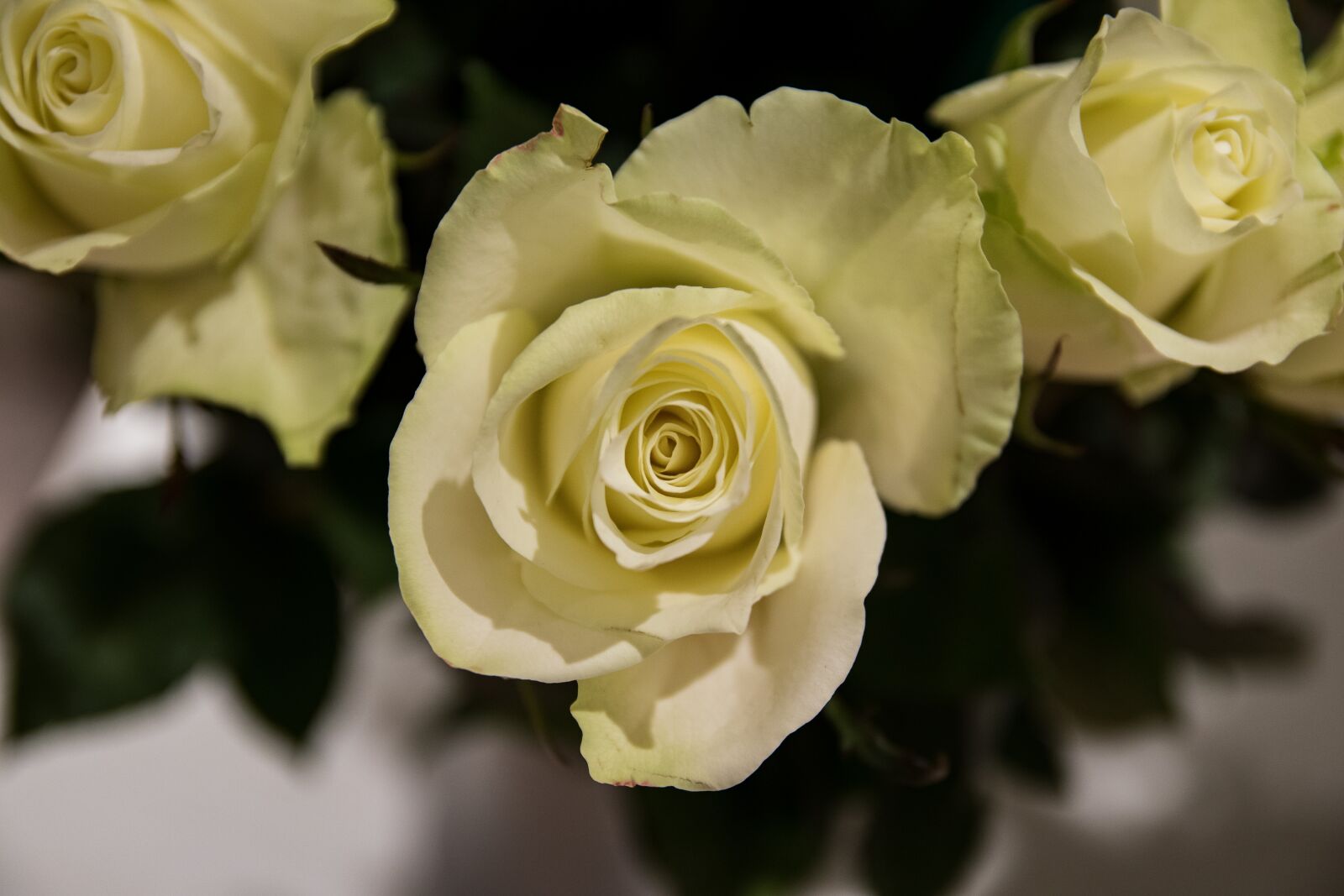 Canon EOS 80D sample photo. Roses, flowers, white photography