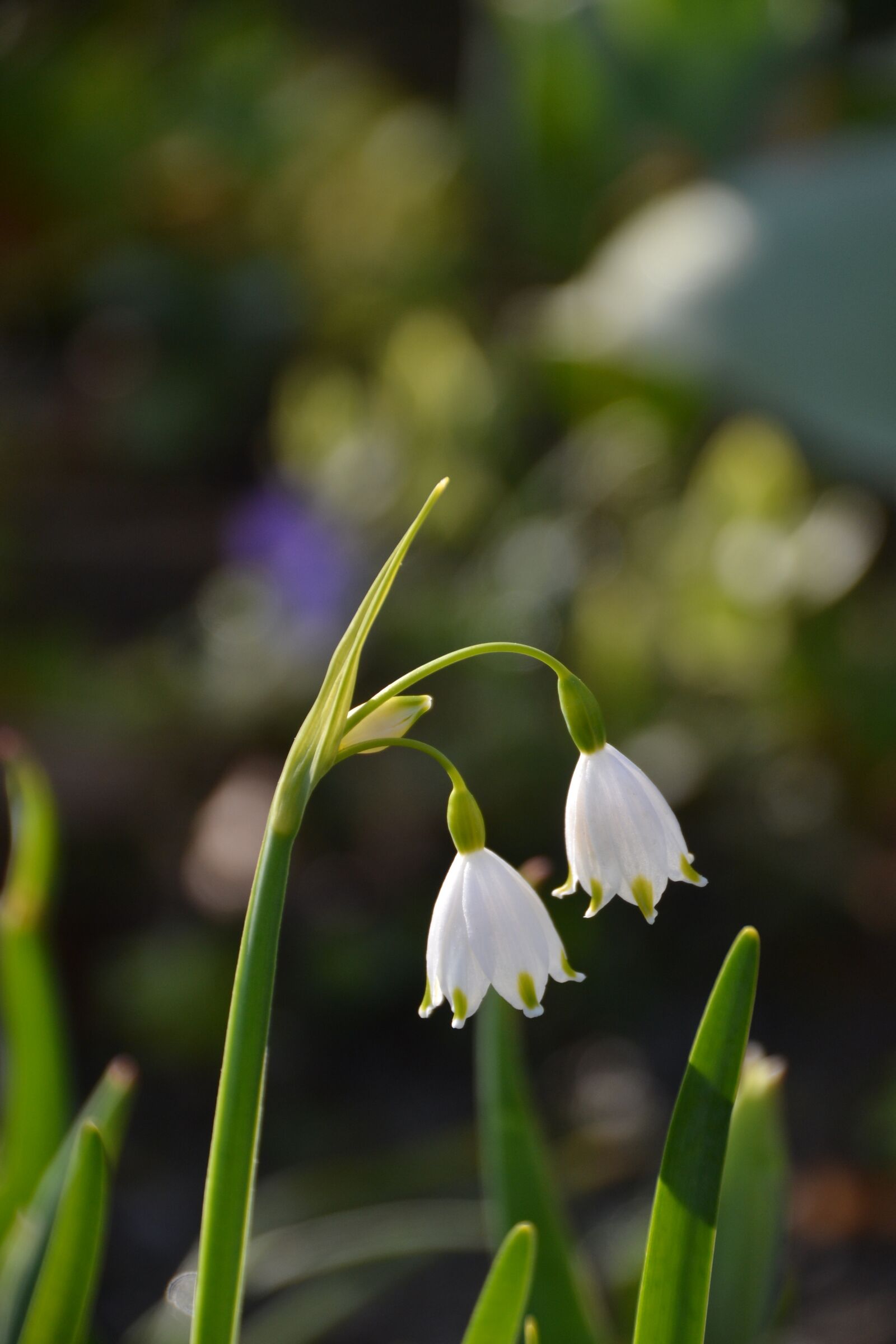Nikon D3100 sample photo. Flower, plant, spring photography