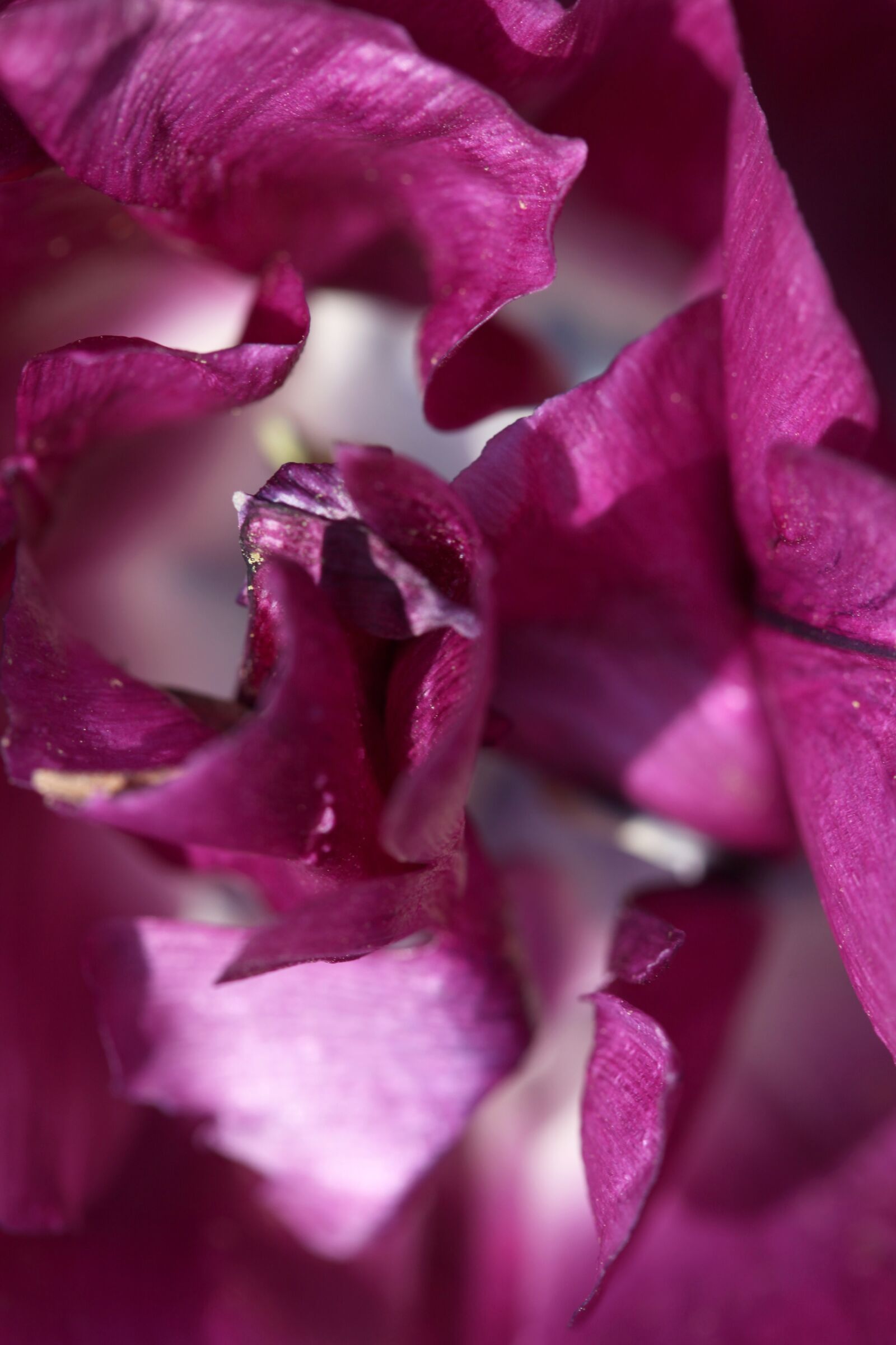 Canon EOS 5D Mark II sample photo. Tulip, detail, spring photography