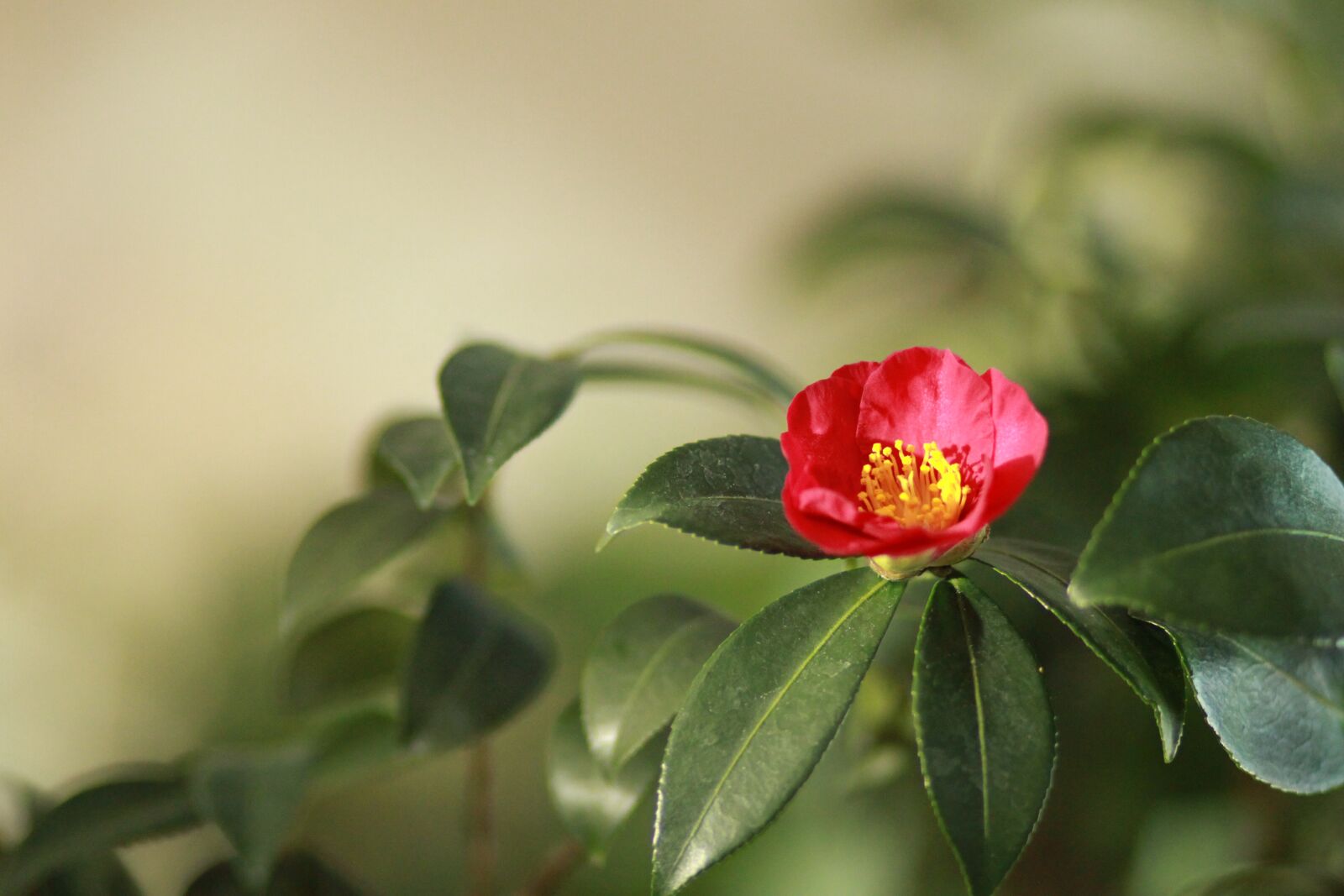 Canon EOS 500D (EOS Rebel T1i / EOS Kiss X3) sample photo. Camellia, camellia flower, plants photography