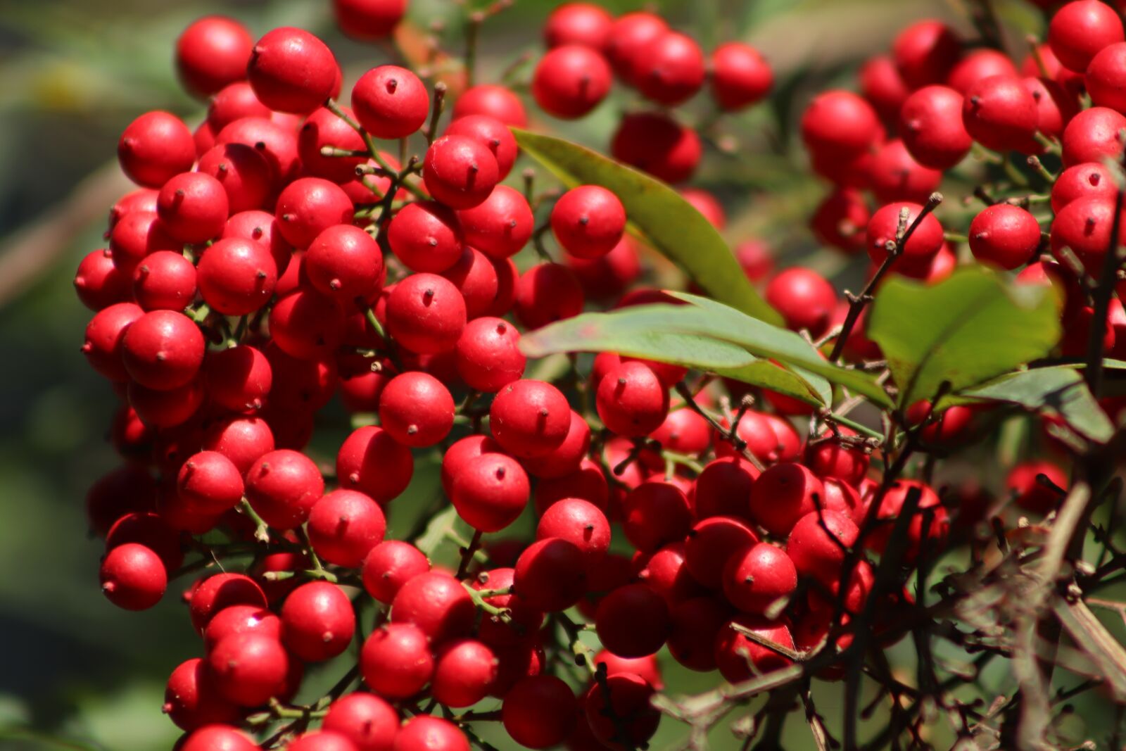 Canon EOS 800D (EOS Rebel T7i / EOS Kiss X9i) sample photo. Berries, berry red, sky photography