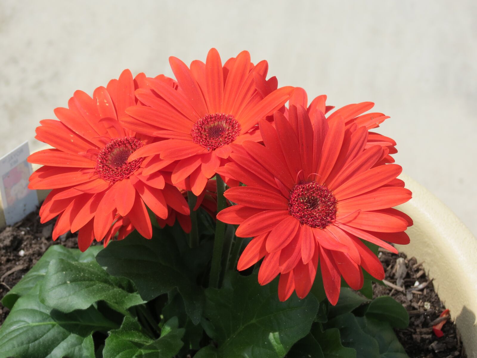 Canon PowerShot SX40 HS sample photo. Flower, zinnia, blossom photography