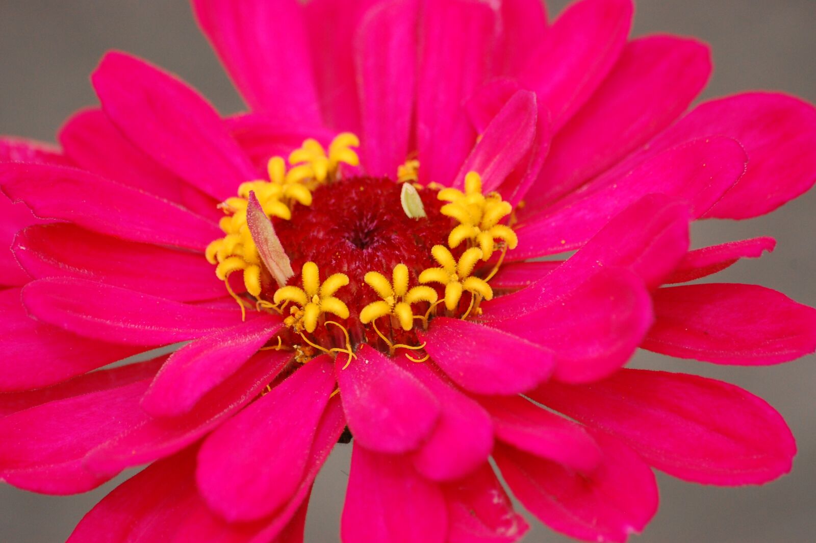 Nikon D40 sample photo. Flower, pink, bright photography