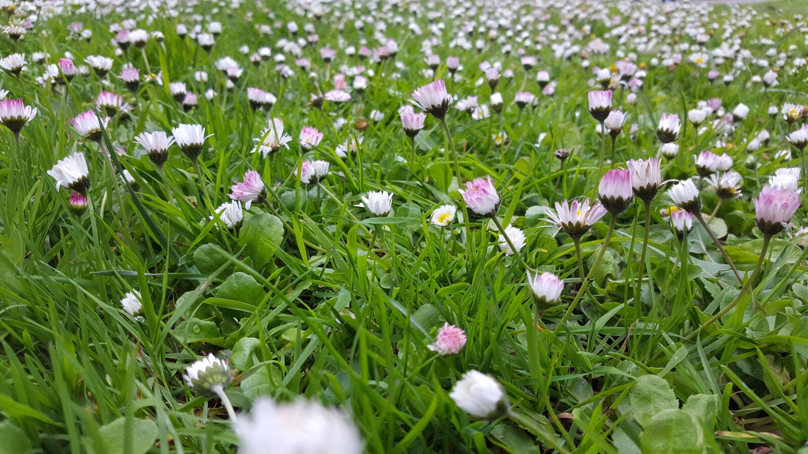 Samsung Galaxy S6 sample photo. Green grass, grassflower, flower photography