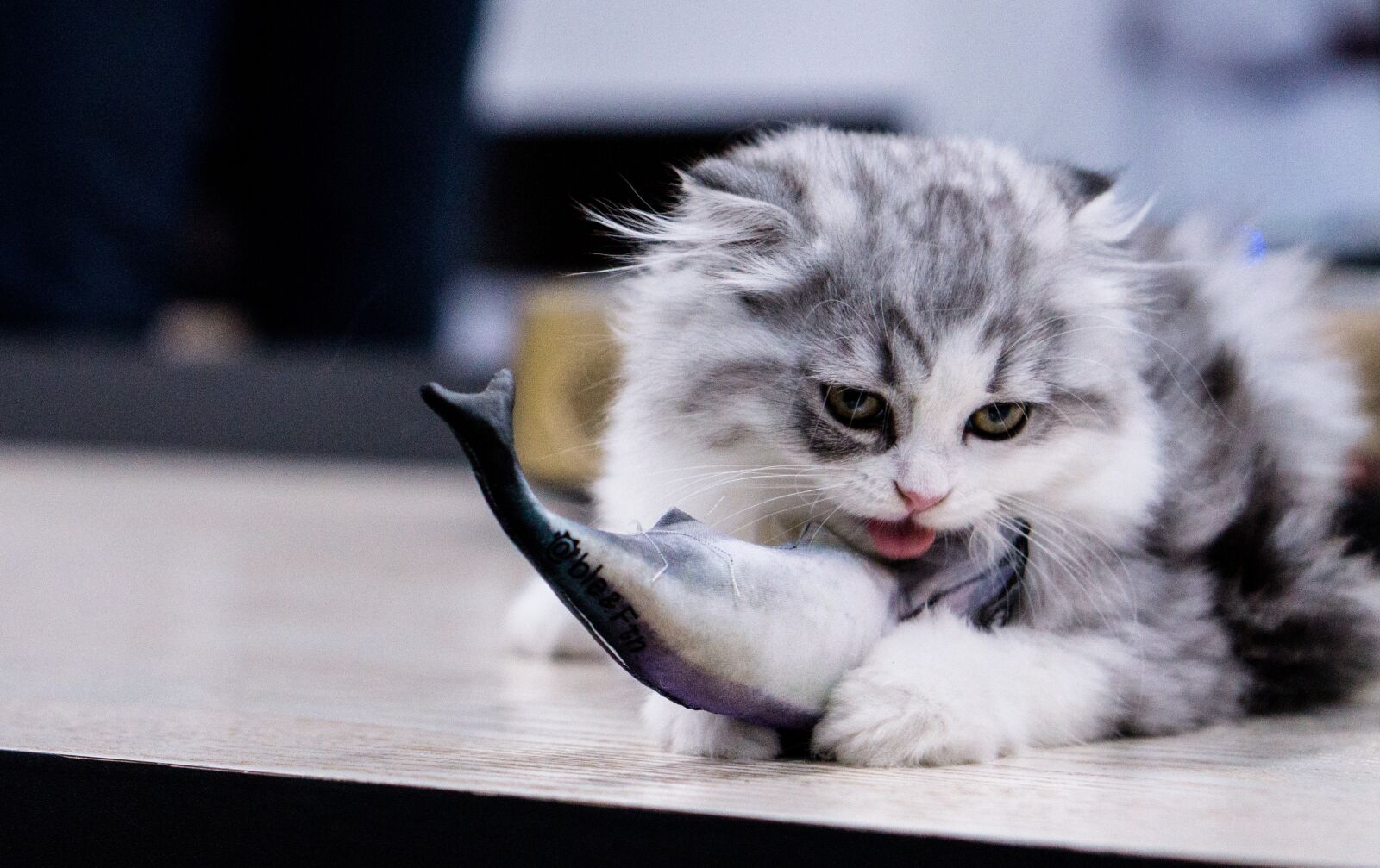 Sony a5100 sample photo. Cat, eat, fish photography