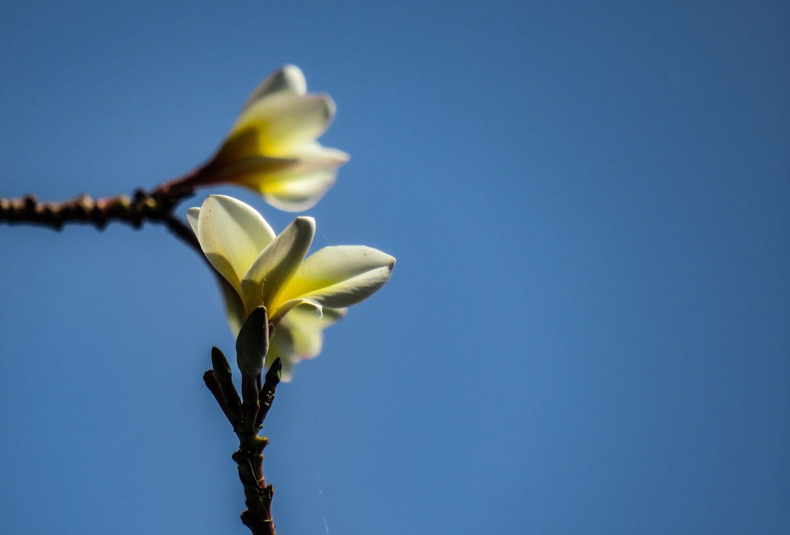Canon PowerShot SX540 HS sample photo. Frangipani, plumeria, flower photography